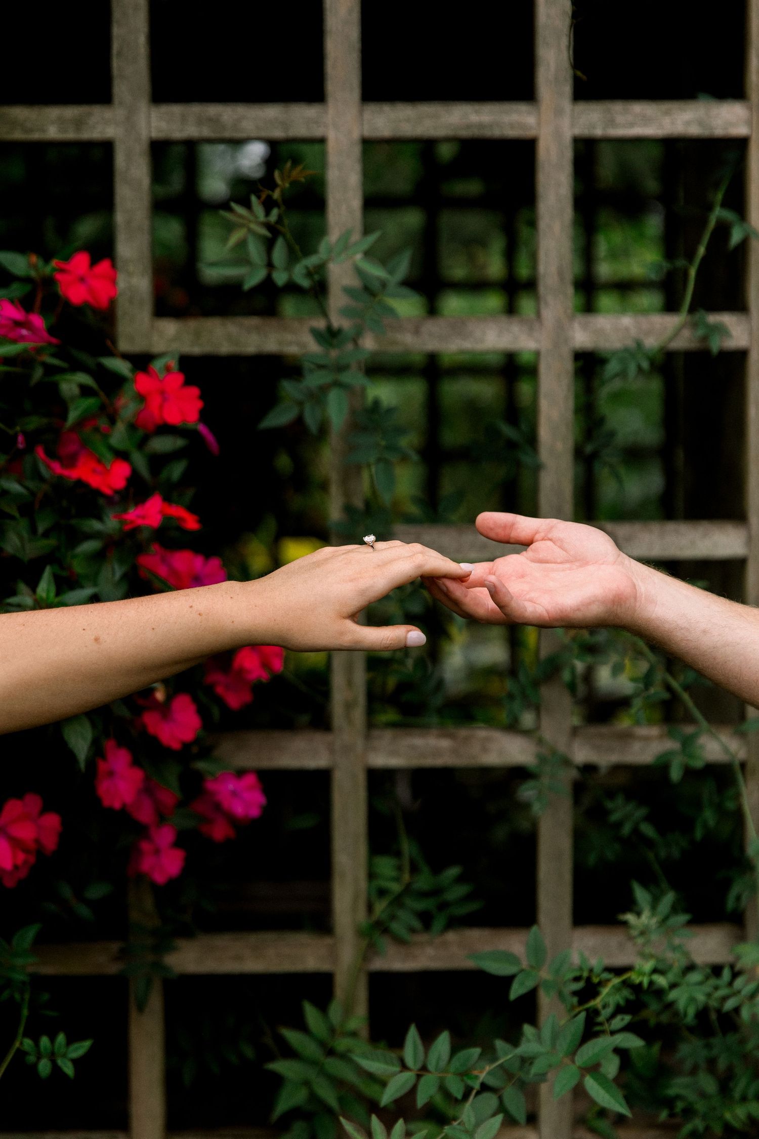 Two hands gently touching fingertips in a romantic garden with red flowers and a wooden trellis backdrop.