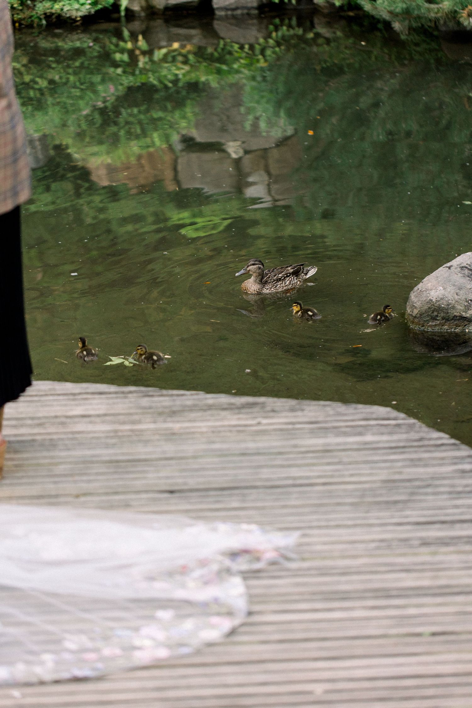 A mother mallard duck swimming with her ducklings in a green pond beside a wooden dock.