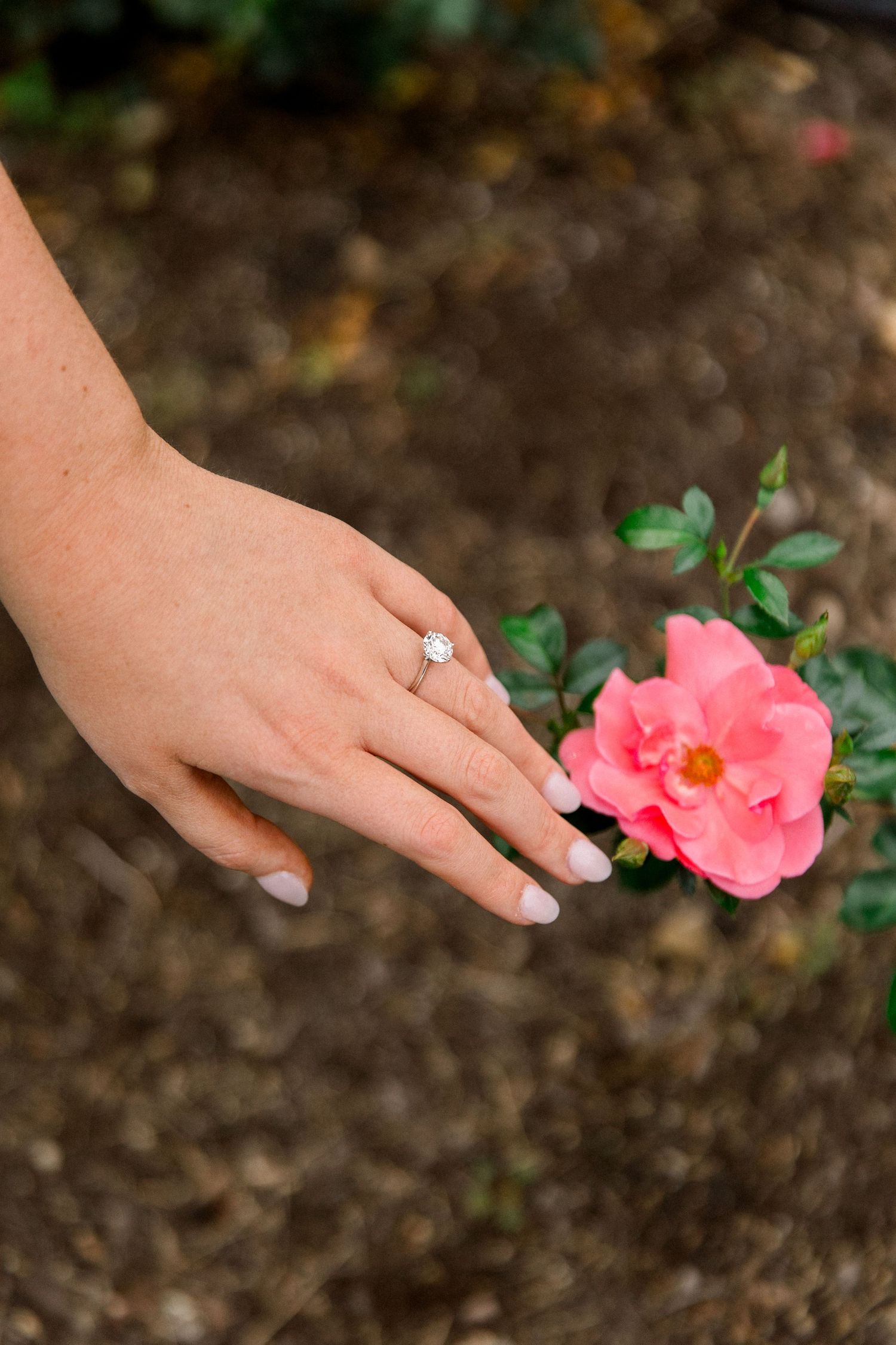 A hand with a diamond solitaire engagement ring gently touching a pink rose bloom in a garden.