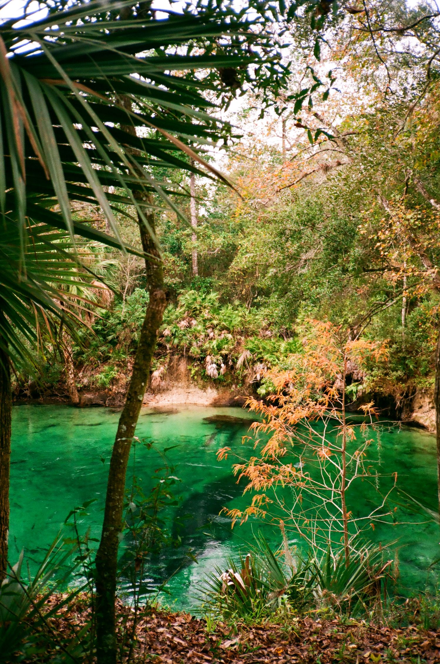 Emerald green spring surrounded by vegetation at Blue Springs State Park in Florida.