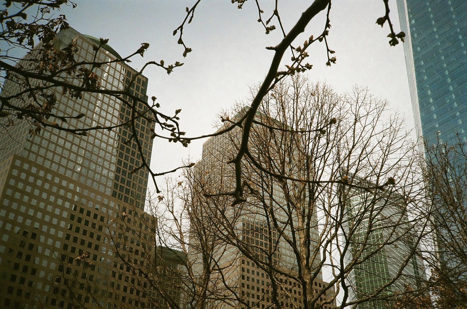 Bare tree branches in front of modern skyscrapers in New York City.