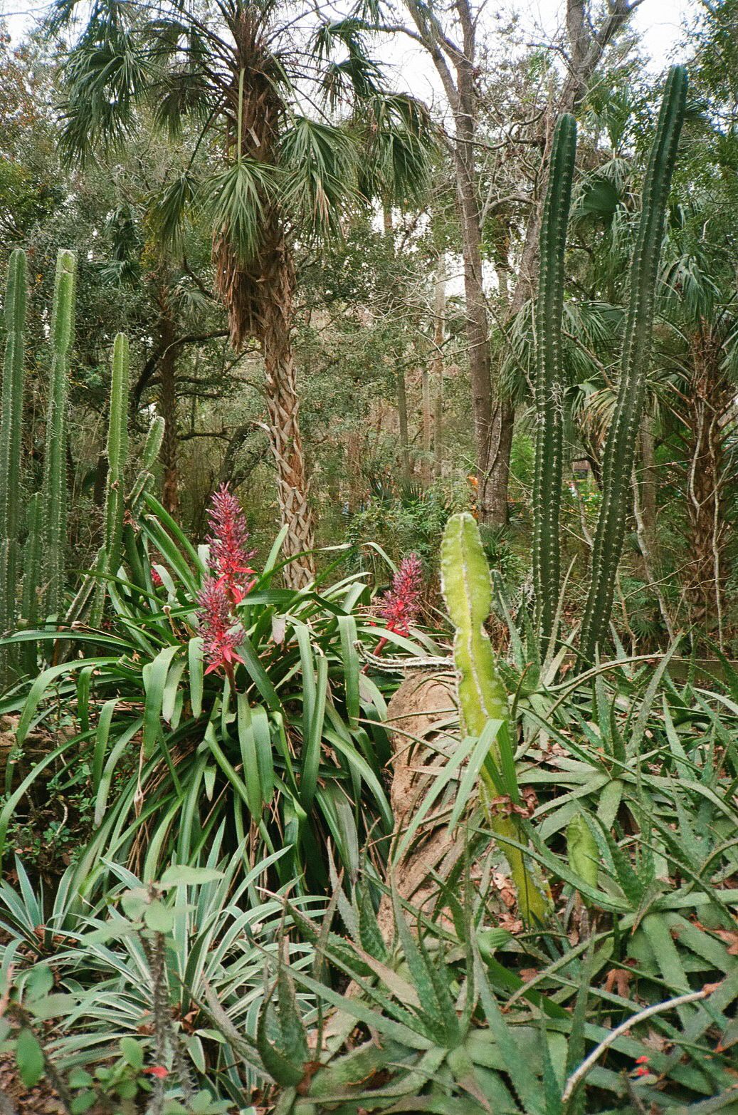 Tropical garden path with pink flowering plants and palm trees in Florida.