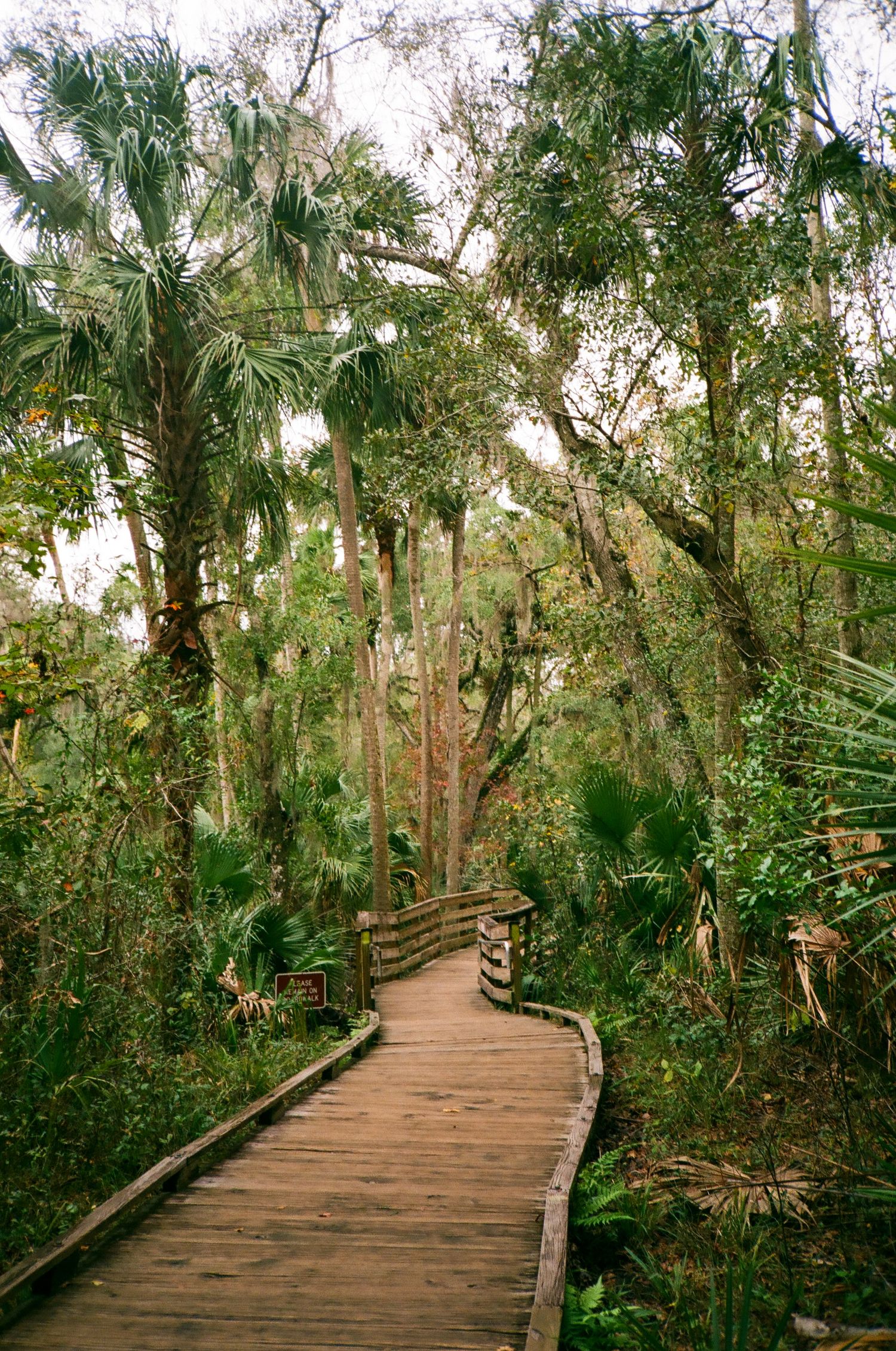 Wooden path winding through dense palm forest and tropical vegetation at Blue Springs State Park in Florida.