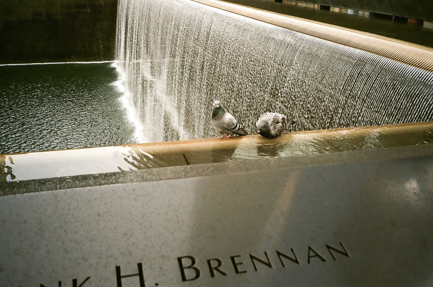 Two birds resting on the 9/11 memorial site in New York City.