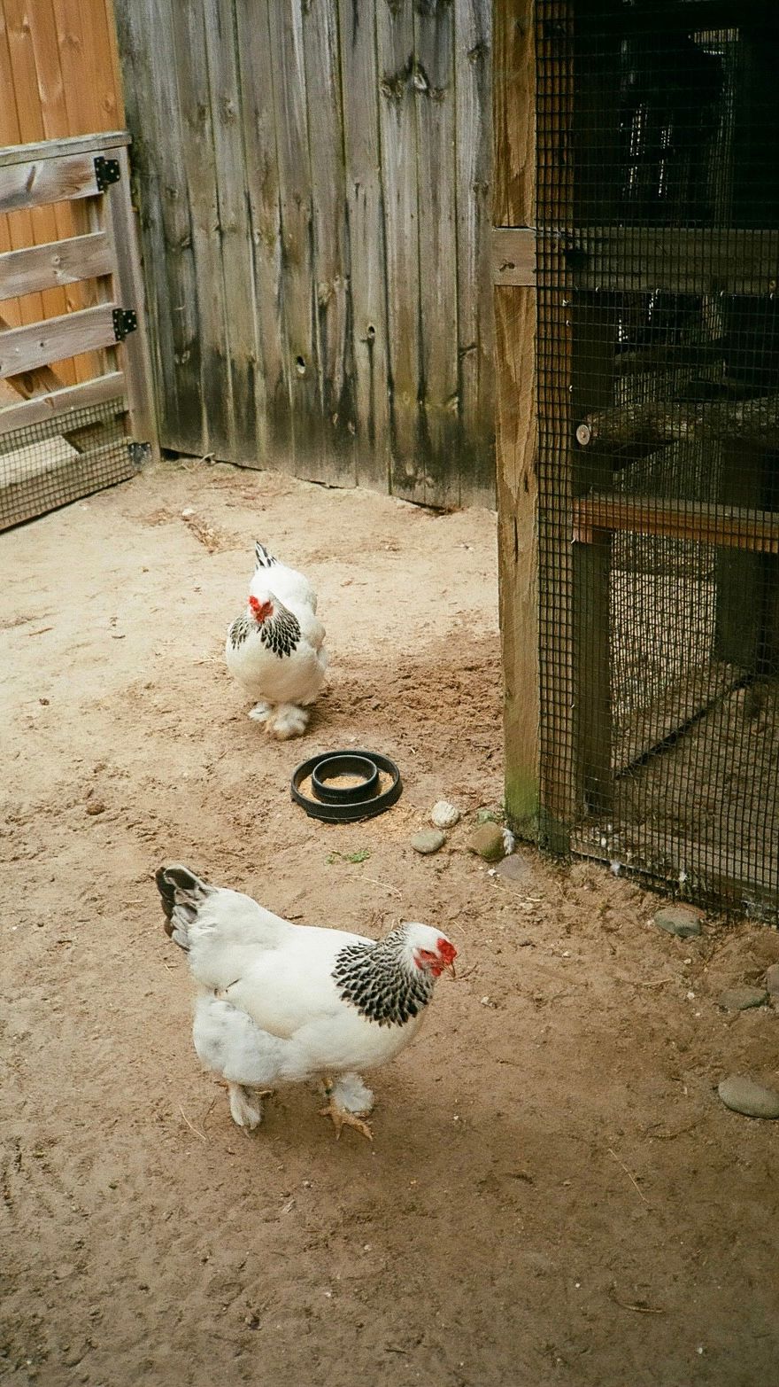 Black and white chickens in a pen at the Central Florida Zoo.