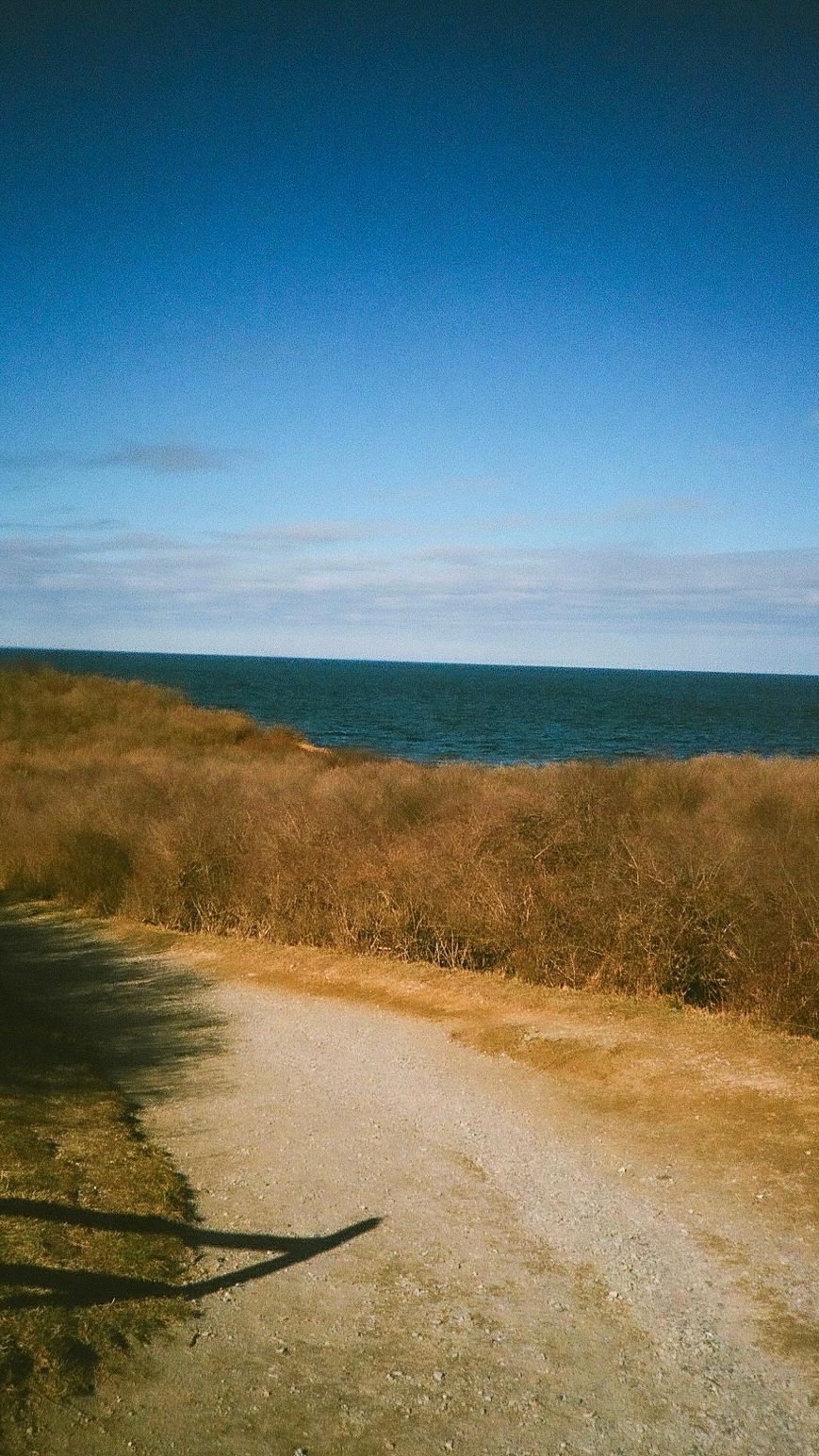 Coastal path overlooking the ocean with brown winter brush and clear blue skies in Montauk Point, NY.