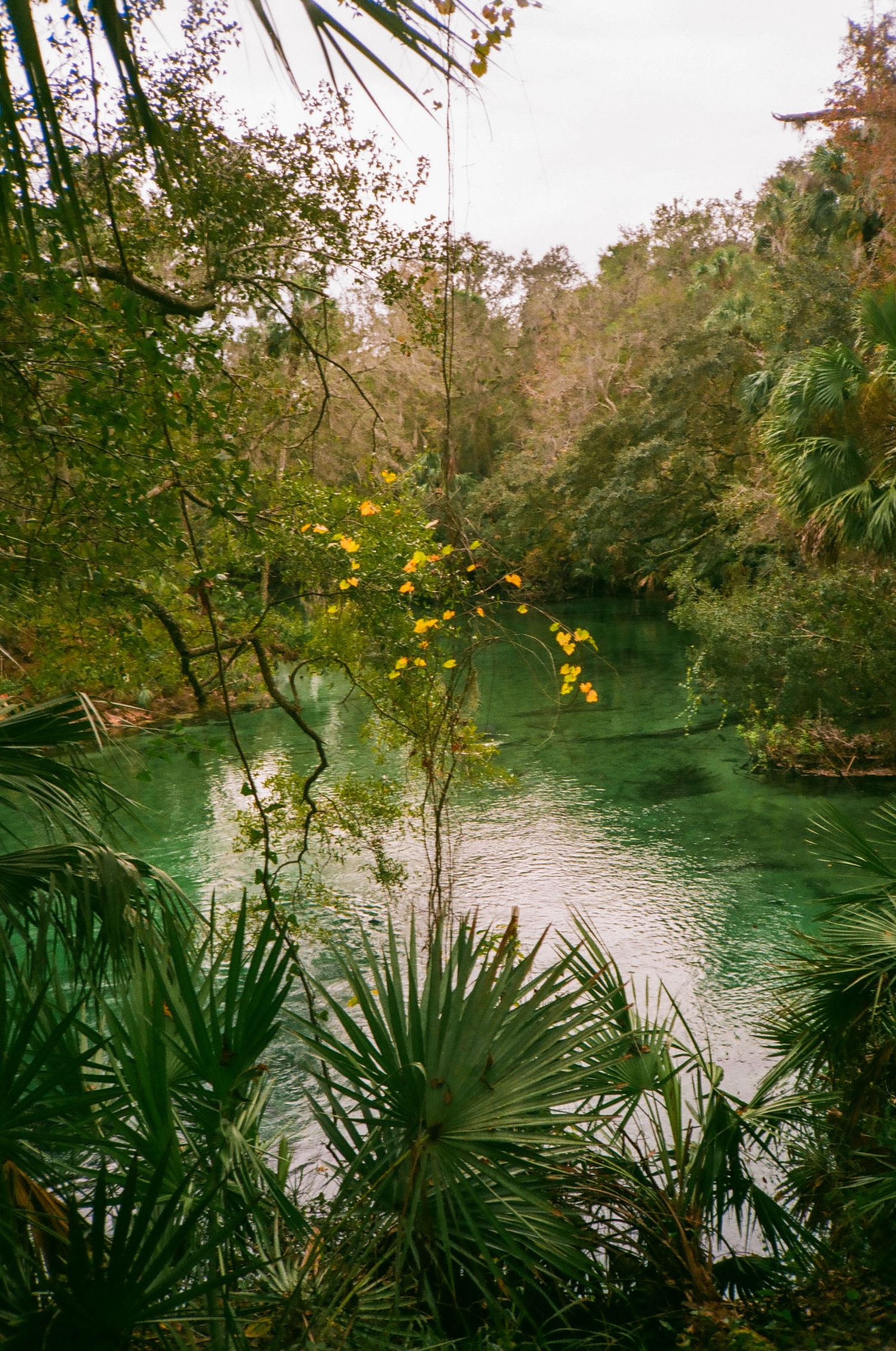 Lush tropical vegetation surrounds a blue-green spring at Blue Springs State Park in Florida.