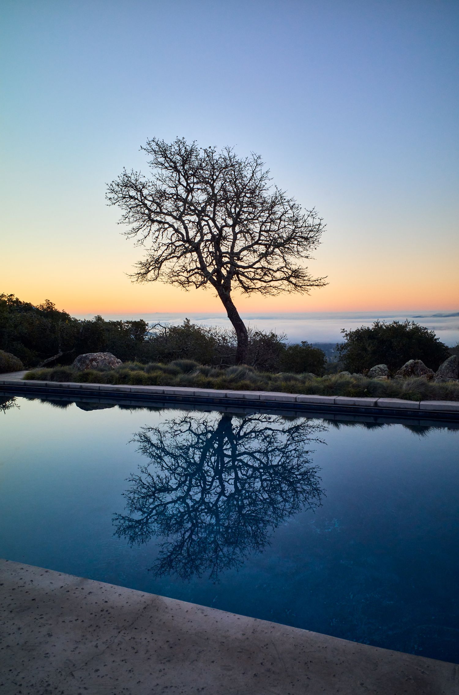 Lone tree silhouette perfectly reflected in infinity pool at sunset overlooking ocean vista.