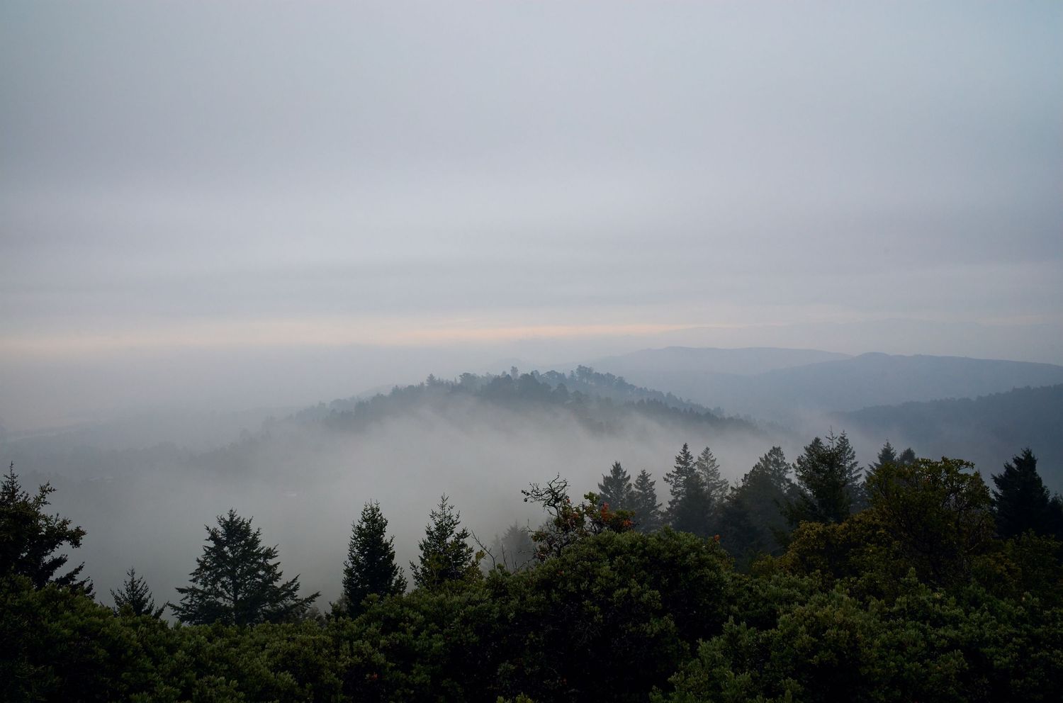 Mountain landscape shrouded in morning fog with evergreen trees in the foreground.