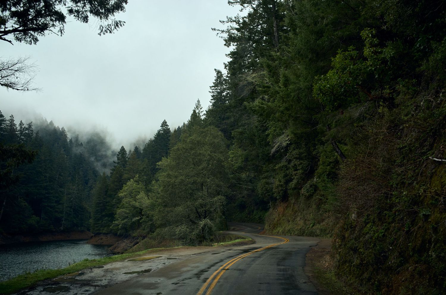 Misty forest road curves through dense evergreen trees in the Pacific Northwest.