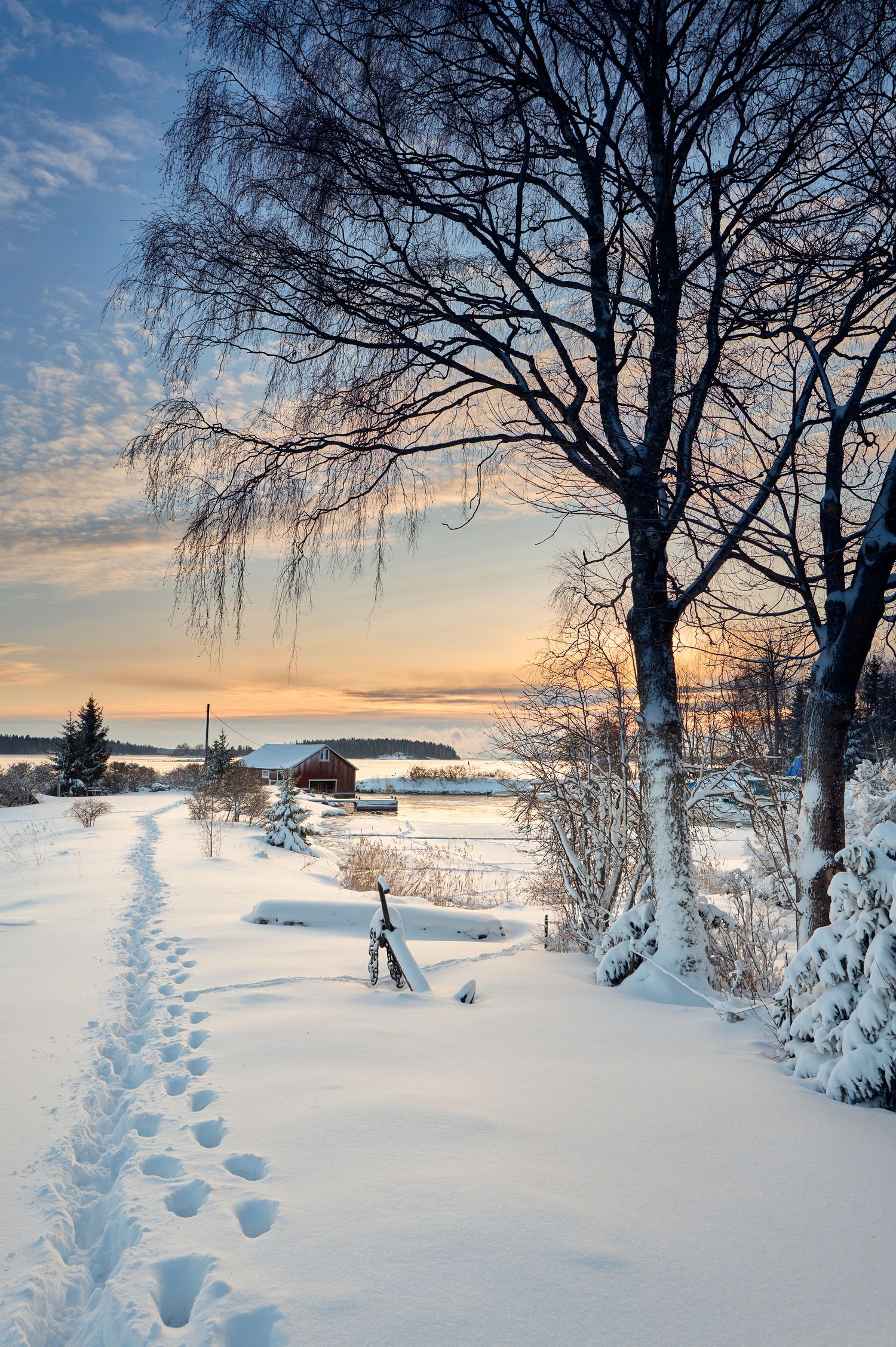 Snow covered winter trail with footprints leading to red cabin beneath bare birch trees at sunset.
