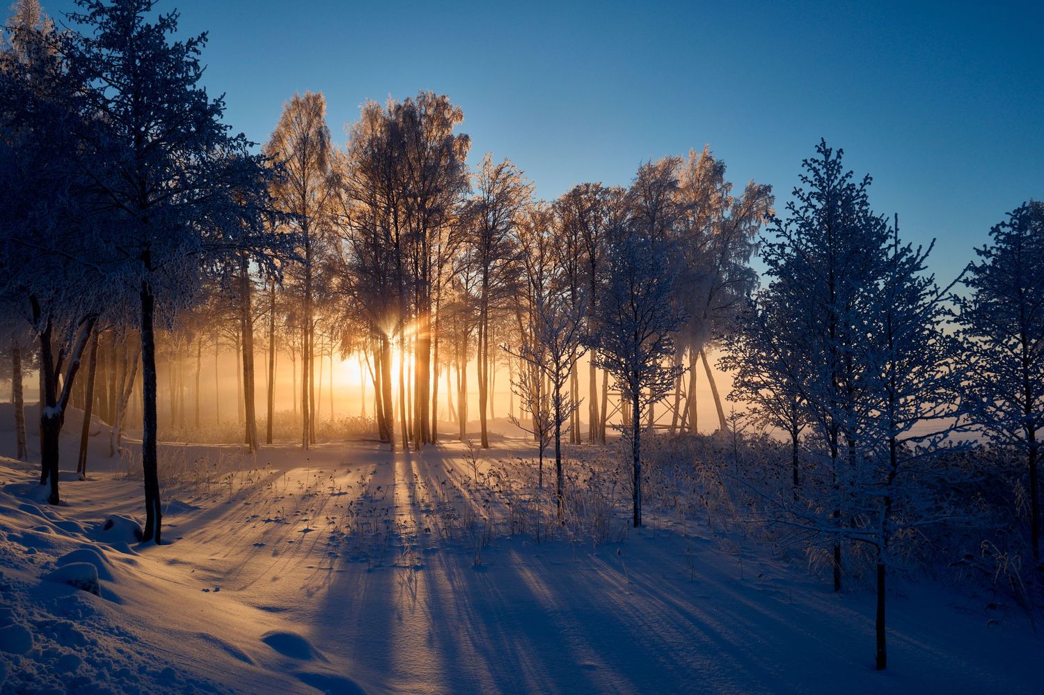 Golden sunbeams pierce through snowy forest creating dramatic rays between winter trees.