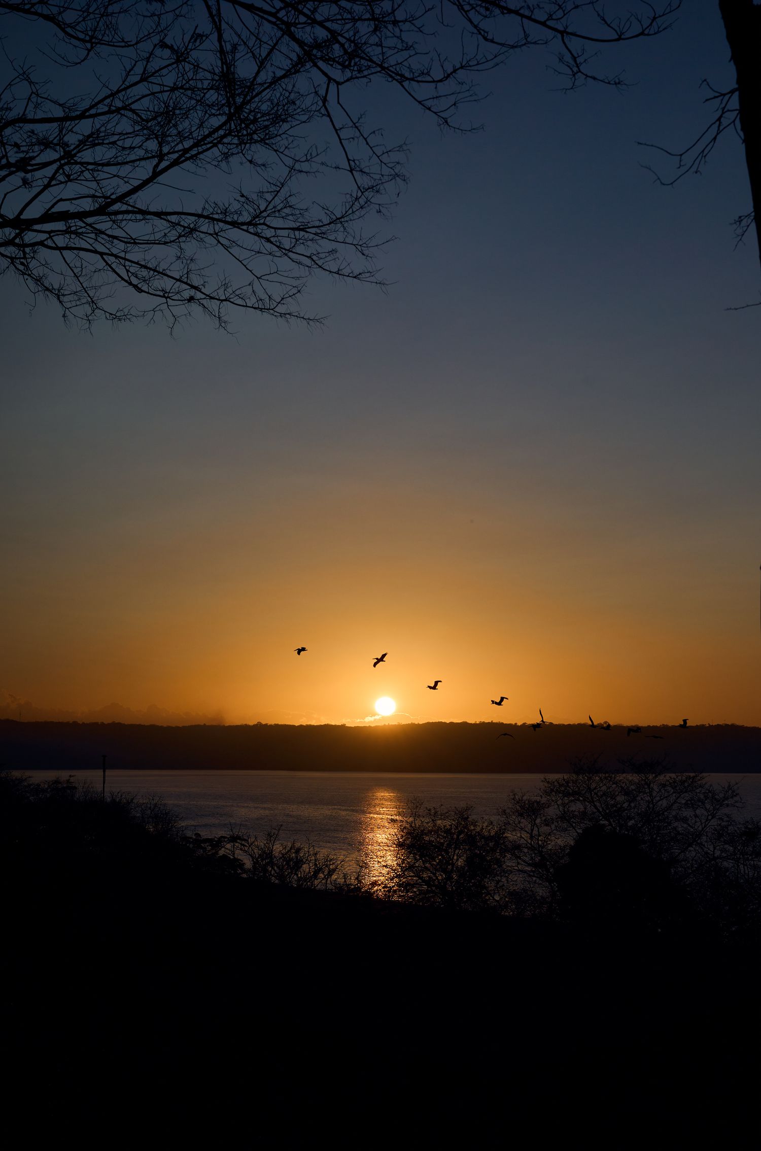 Birds silhouetted against dramatic orange sunset over water with tree branches framing the sky.