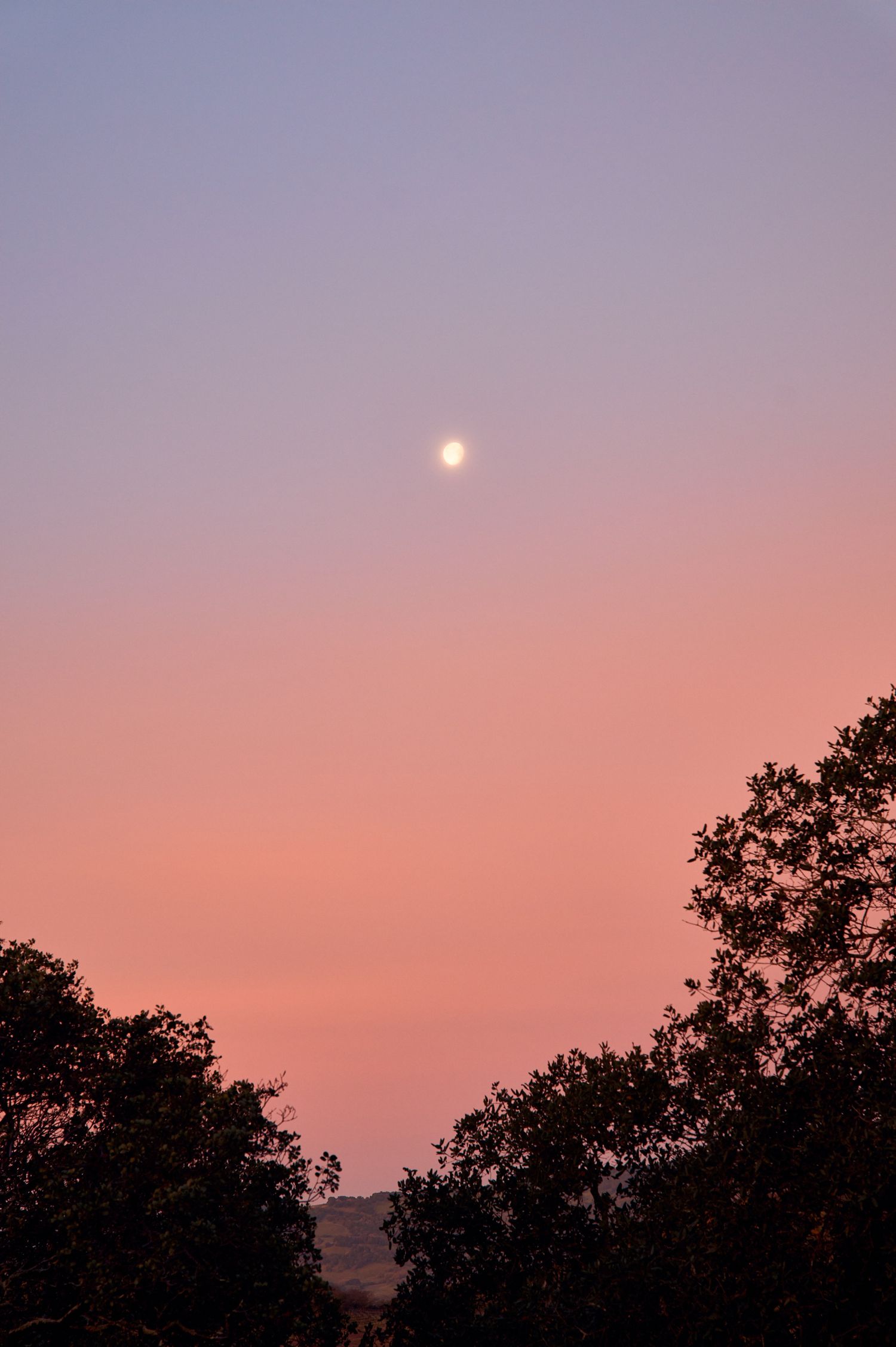 Full moon glowing in a dusky pink and purple twilight sky with silhouetted trees in the foreground.