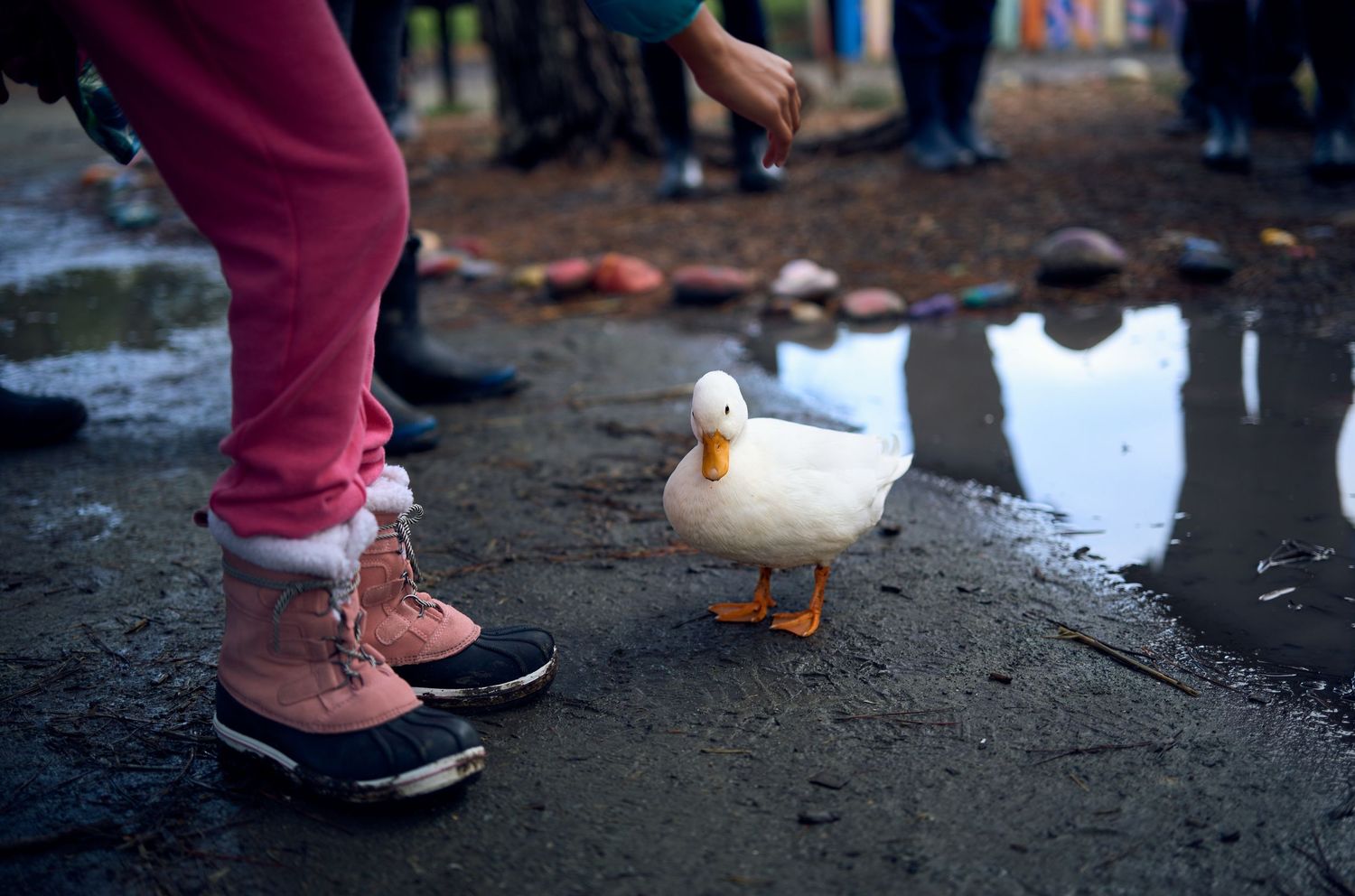 White duck interacting with person wearing pink pants and boots in puddle.