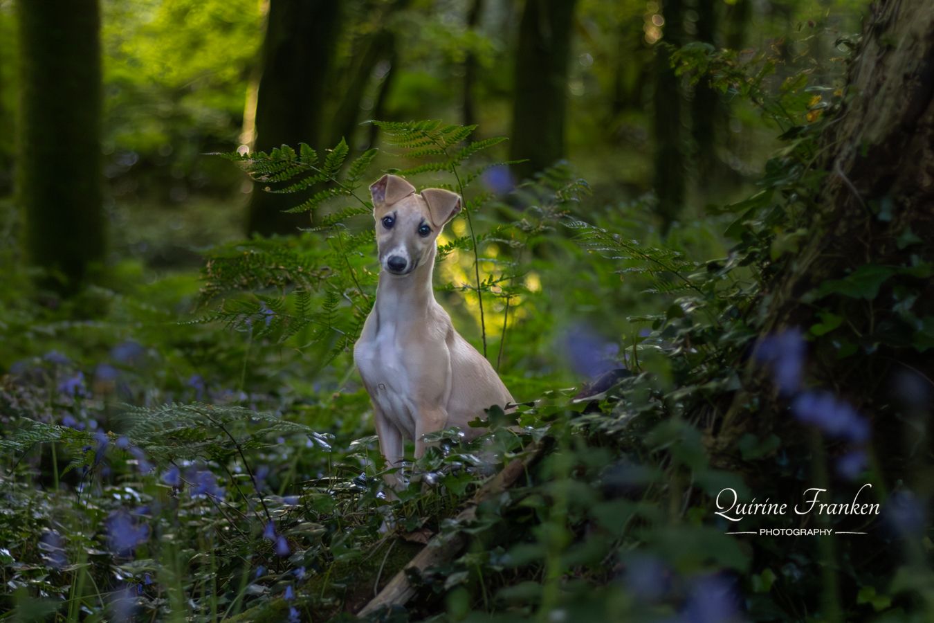Fine-art dog photography portrait of a lurcher in bluebells