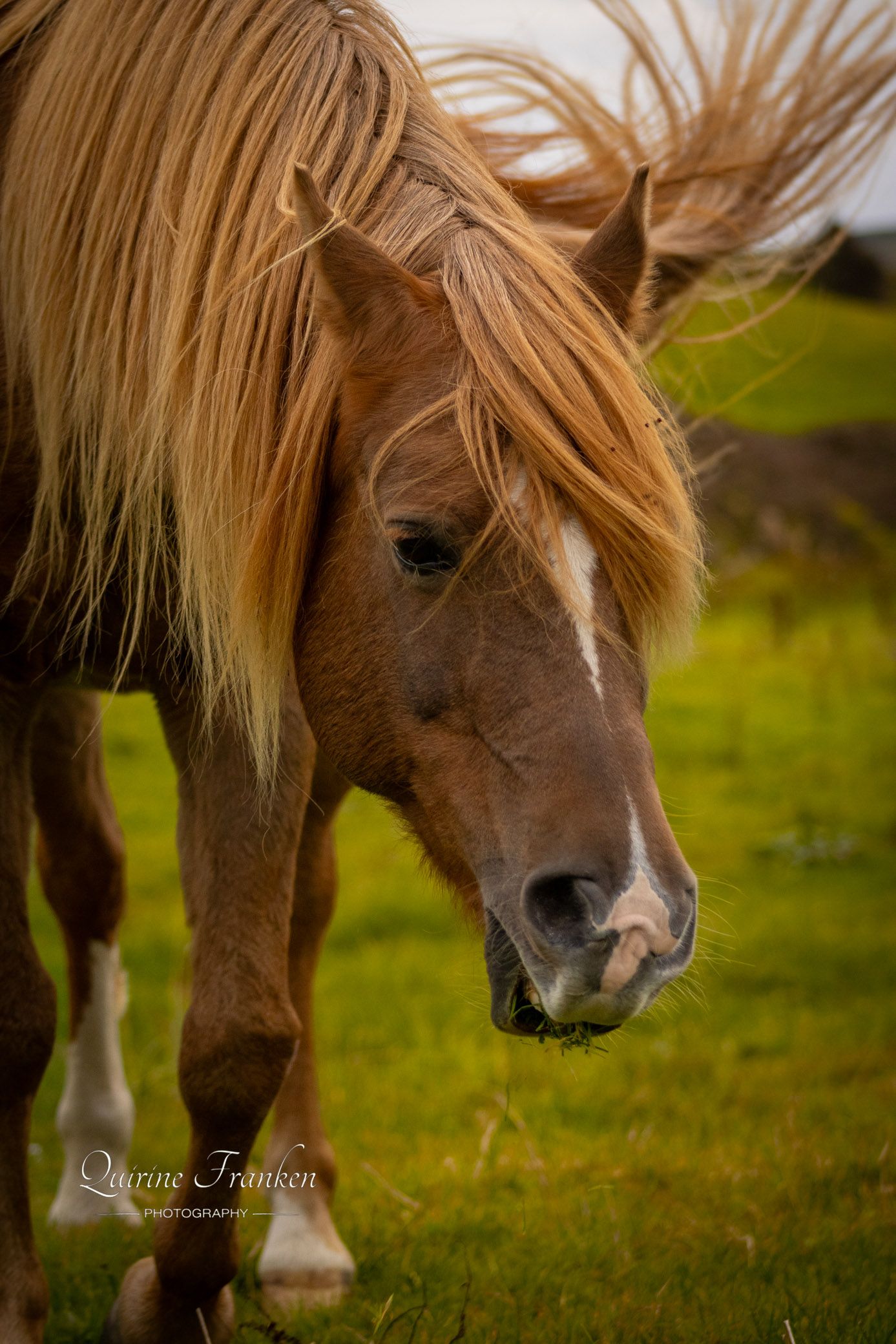 Wild horses horse portrait photography