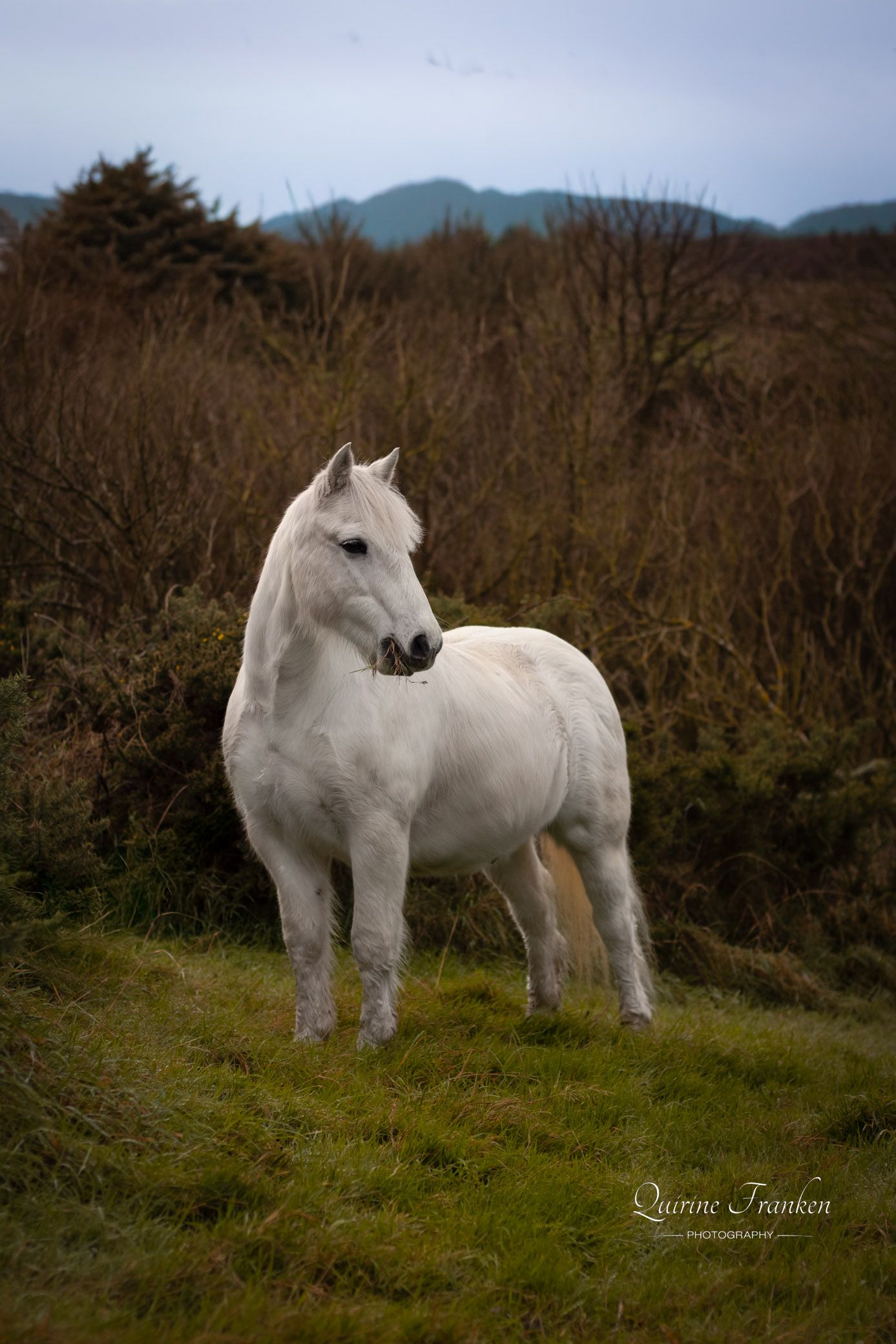 Grey horse posing for horse photoshoot