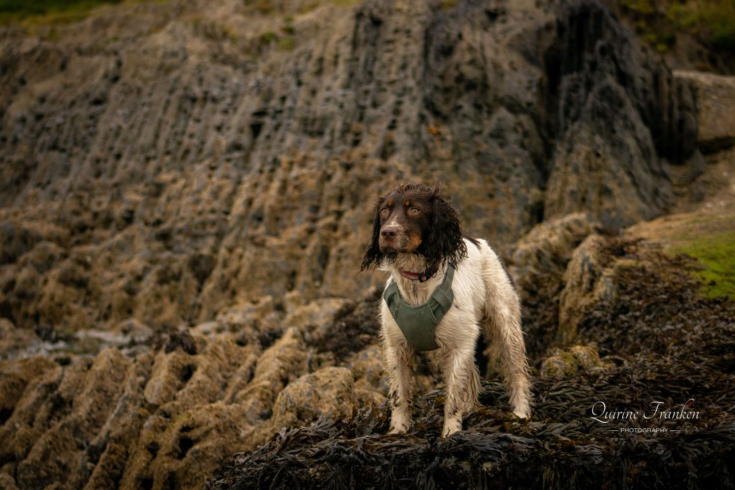 Adopted Irish rescue dog English Springer Spaniël