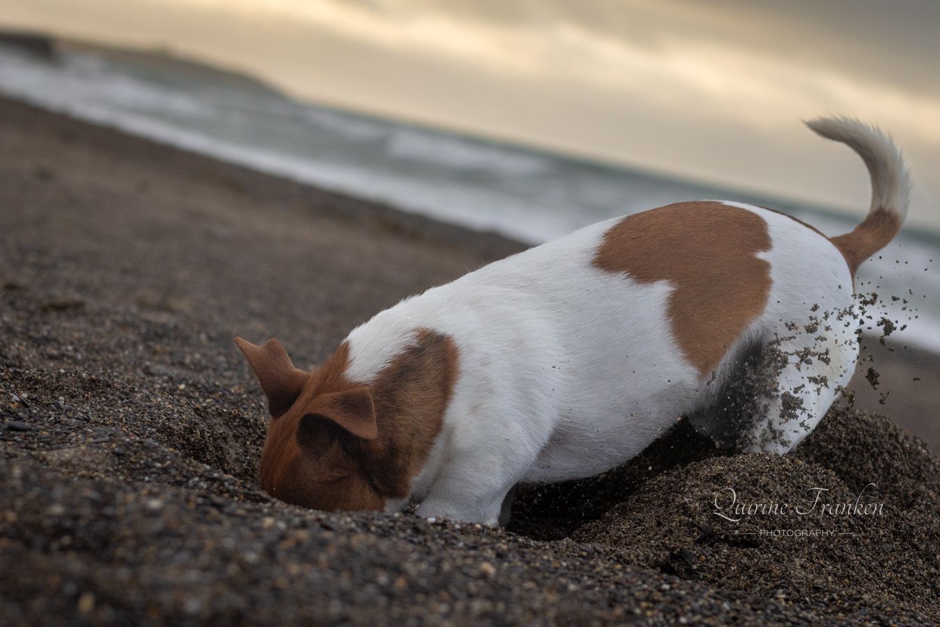 Dog digging a hole at the beach during a couple photoshoot with dog in Cork