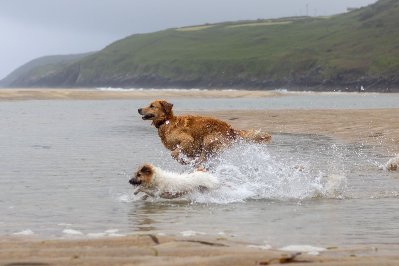 Golden retriever and Jack russel playing in the water at Barley Cove, West Cork