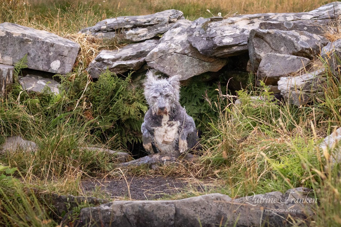 Dog jumping out of a water well during a pet photoshoot