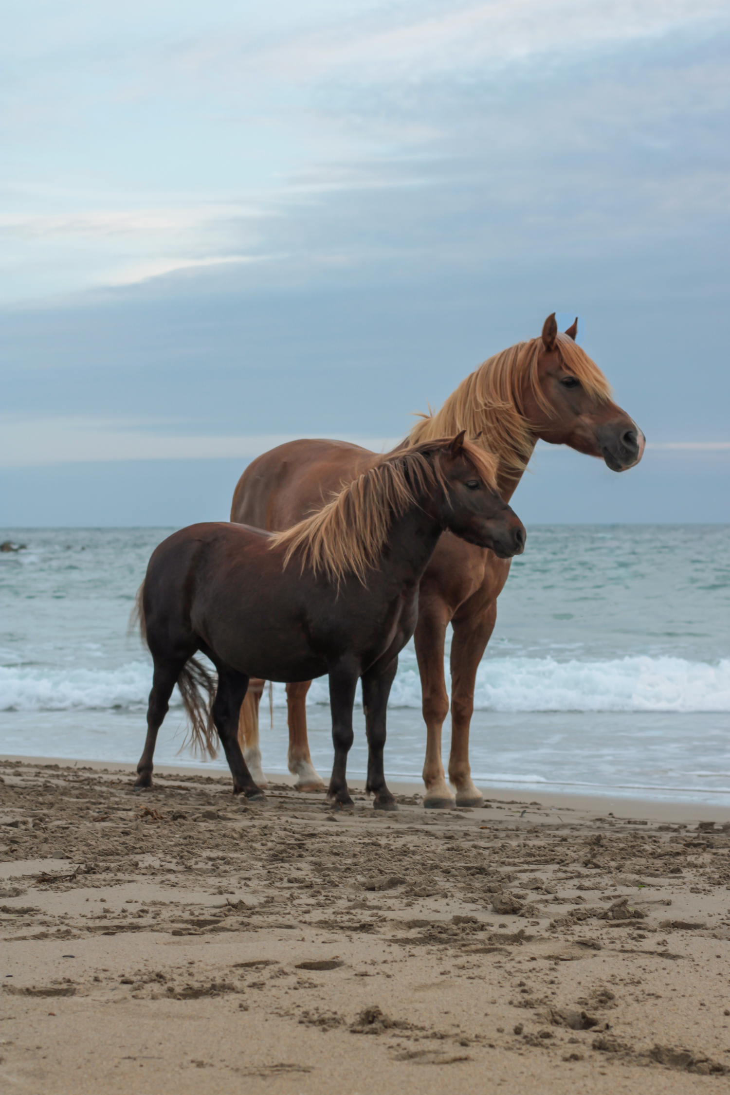 beach photoshoot with horses in Ireland