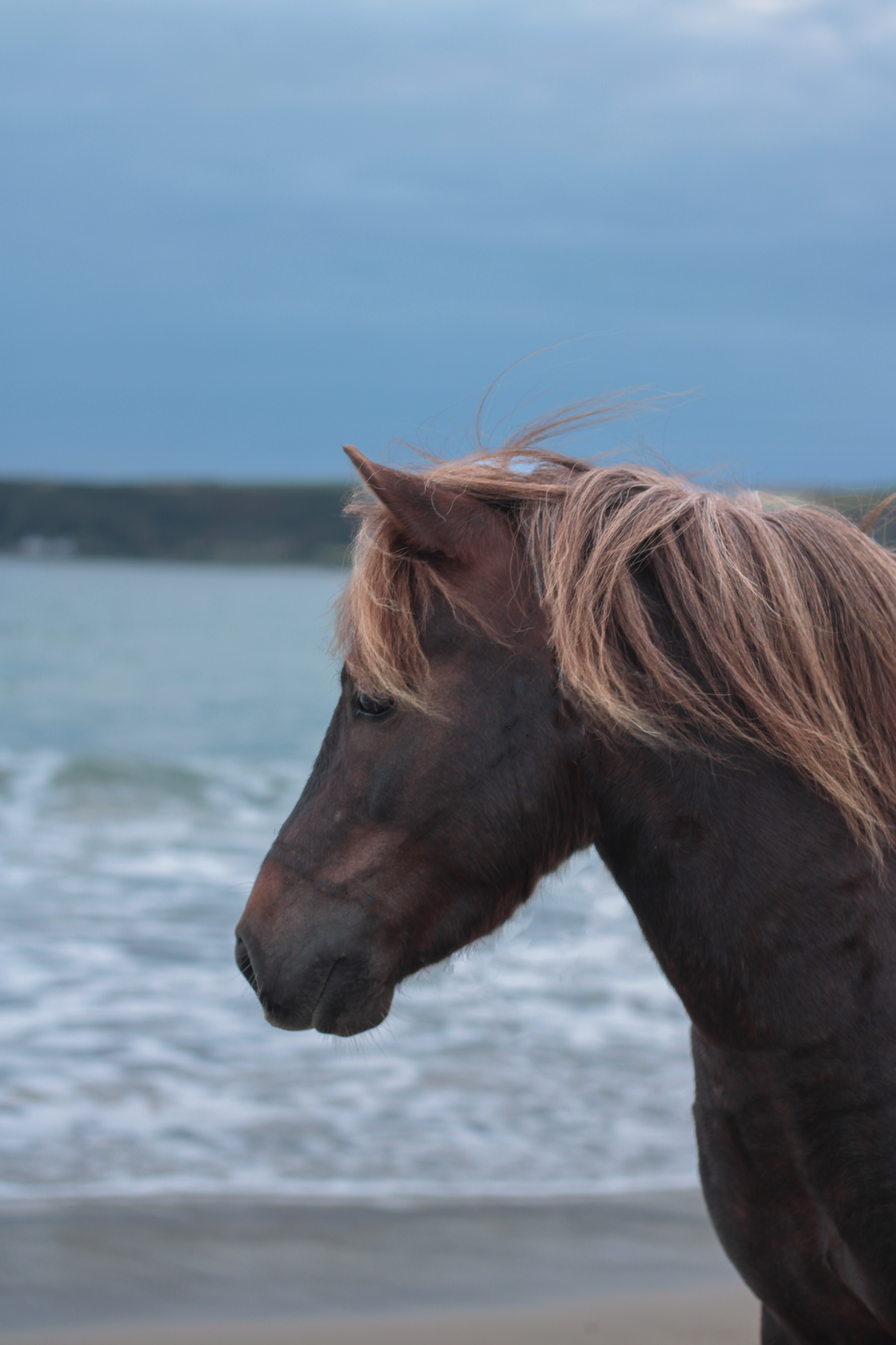 beach photoshoot with horses in Ireland