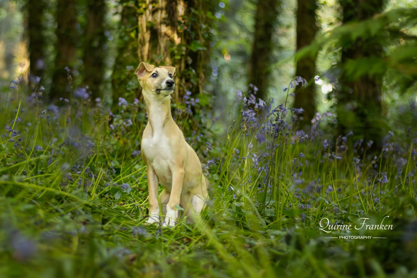 Puppy lurcher sitting in the bleubells at Castle Freke woodlands, West cork