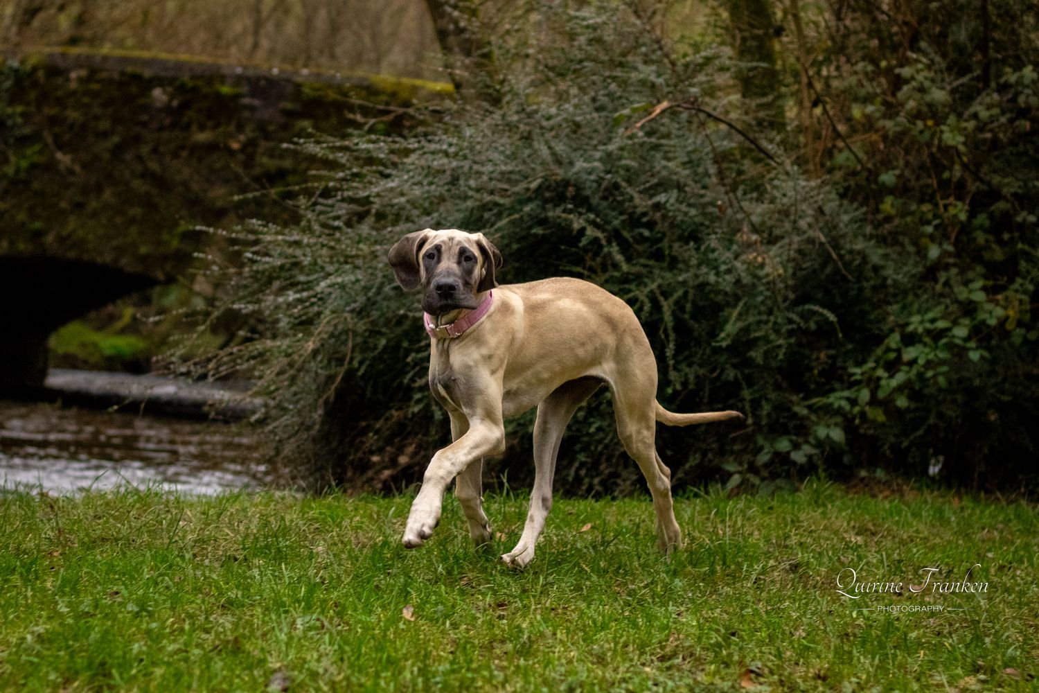 Great Dane puppy photography running on a field