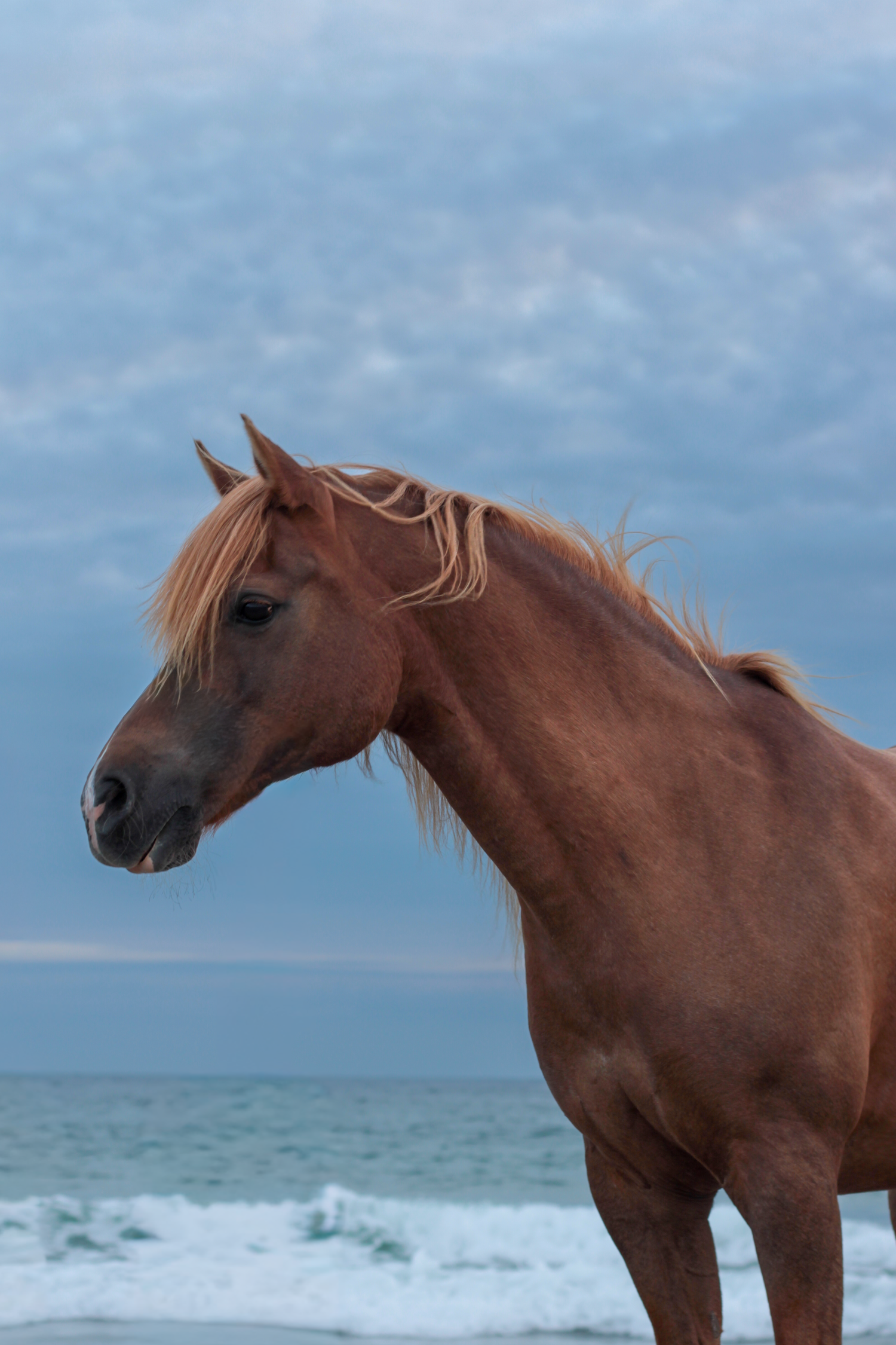 beach photoshoot with horses in Ireland