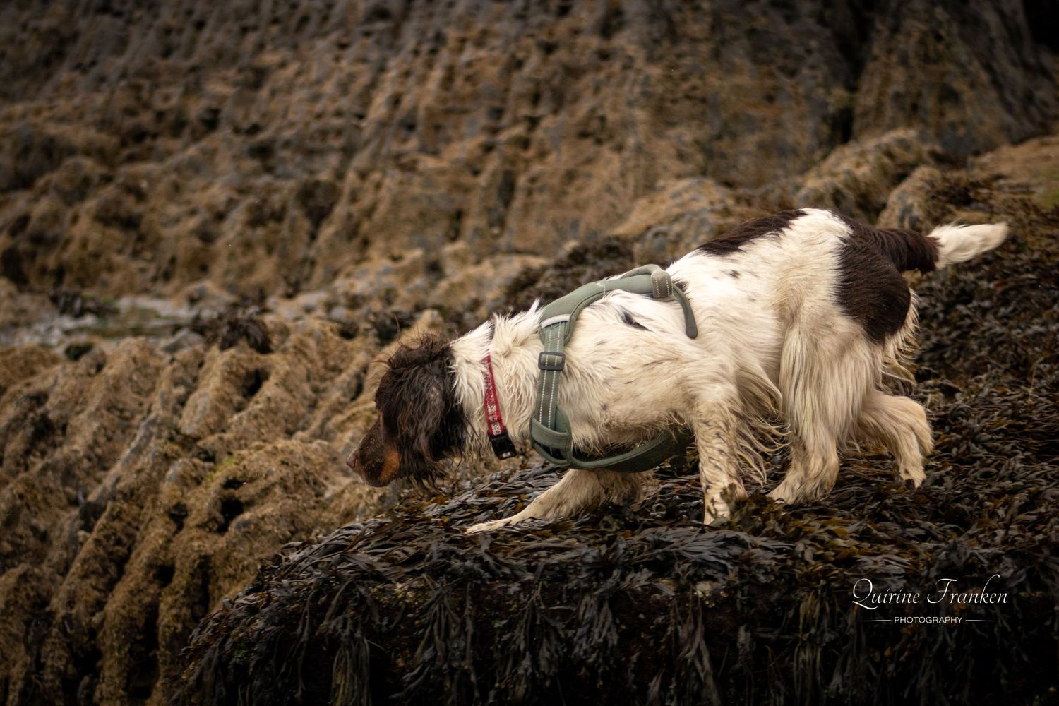 Adopting an Irish rescue dog: Springer Spaniel