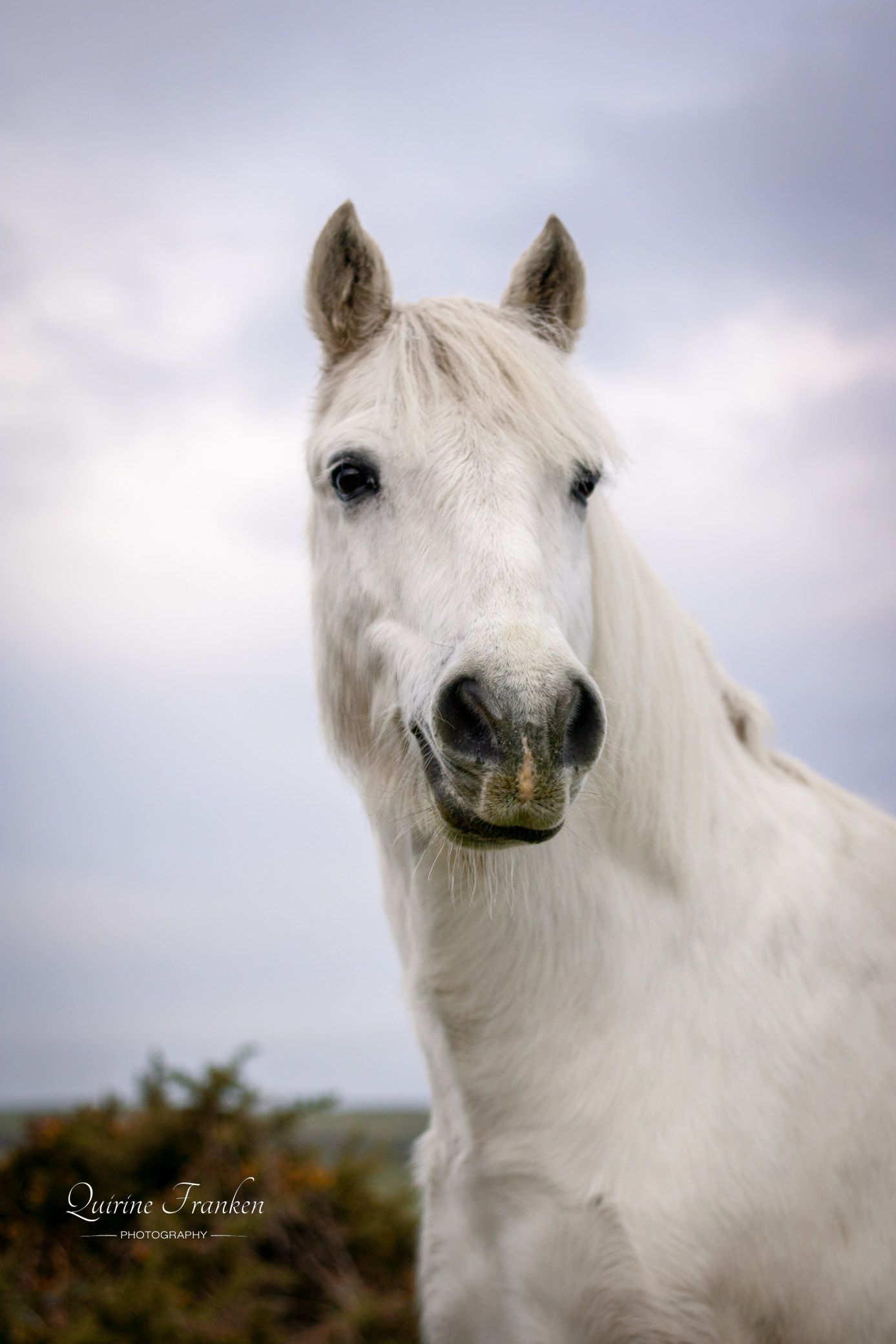 Horse photography of a grey horse looking up