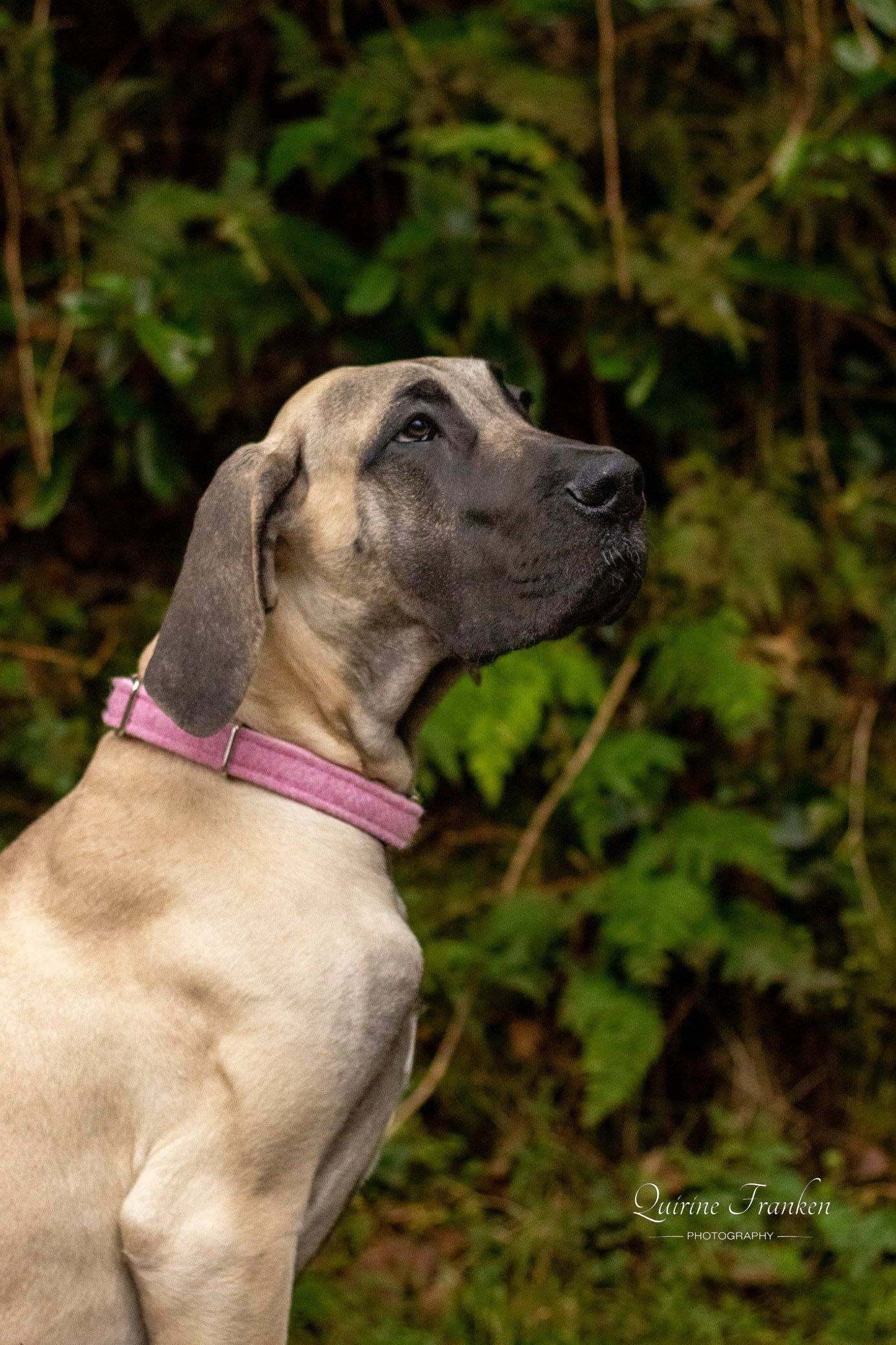 Great Dane puppy photography headshot