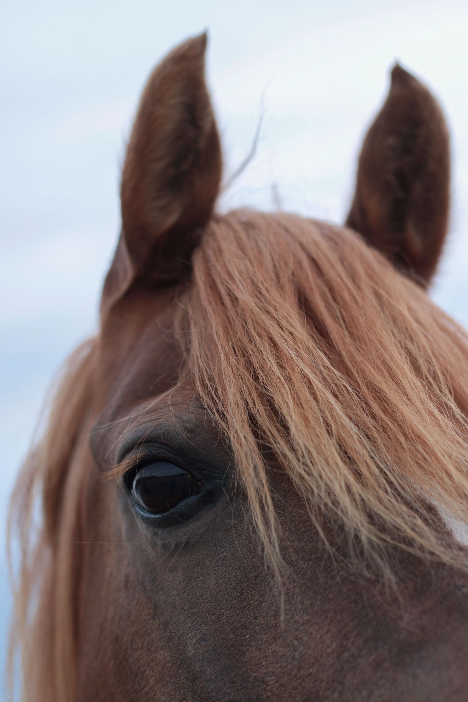 beach photoshoot with horses in Ireland