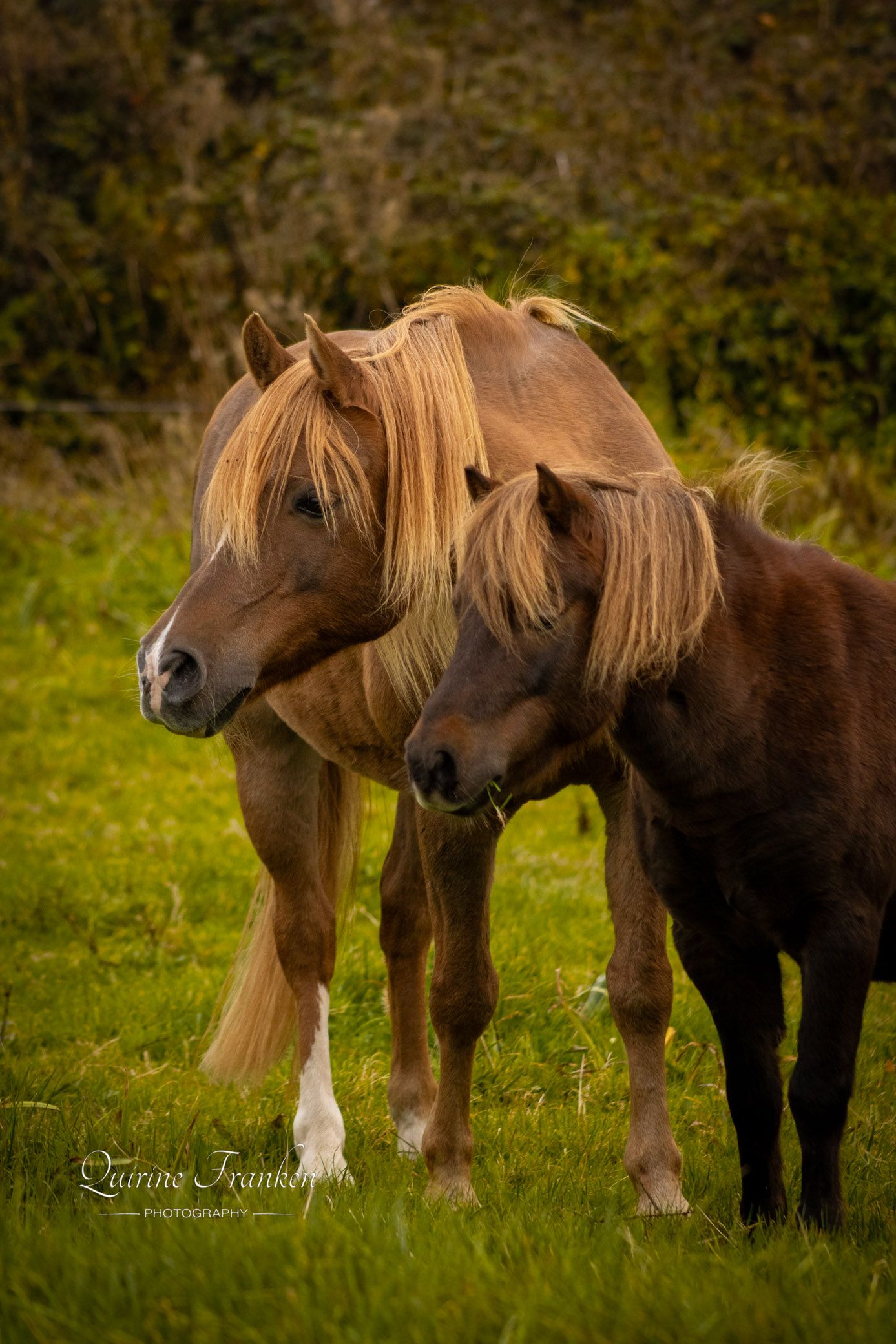 horse portrait photography in Ireland