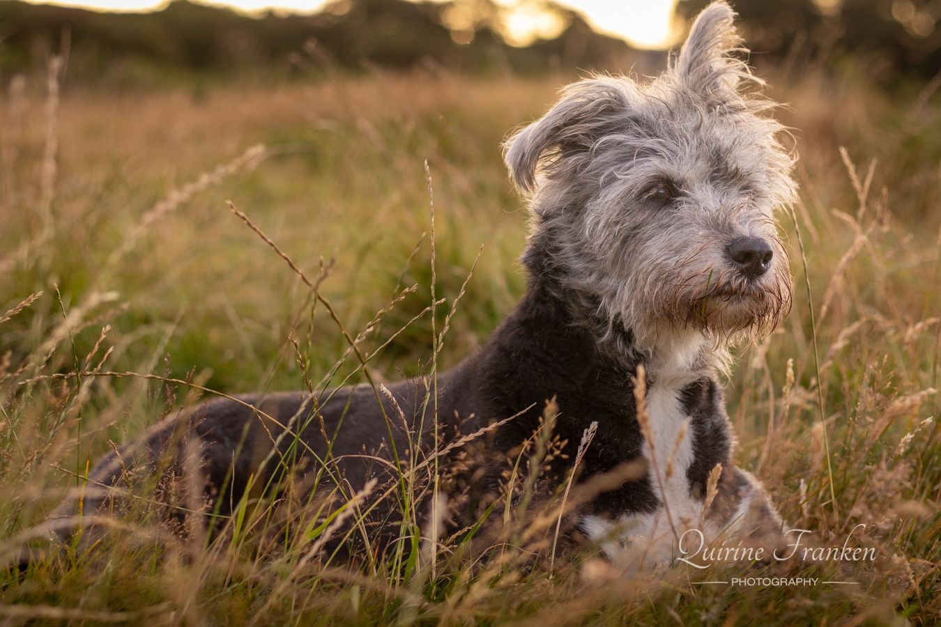 Dog in tall summer grass in West Cork
