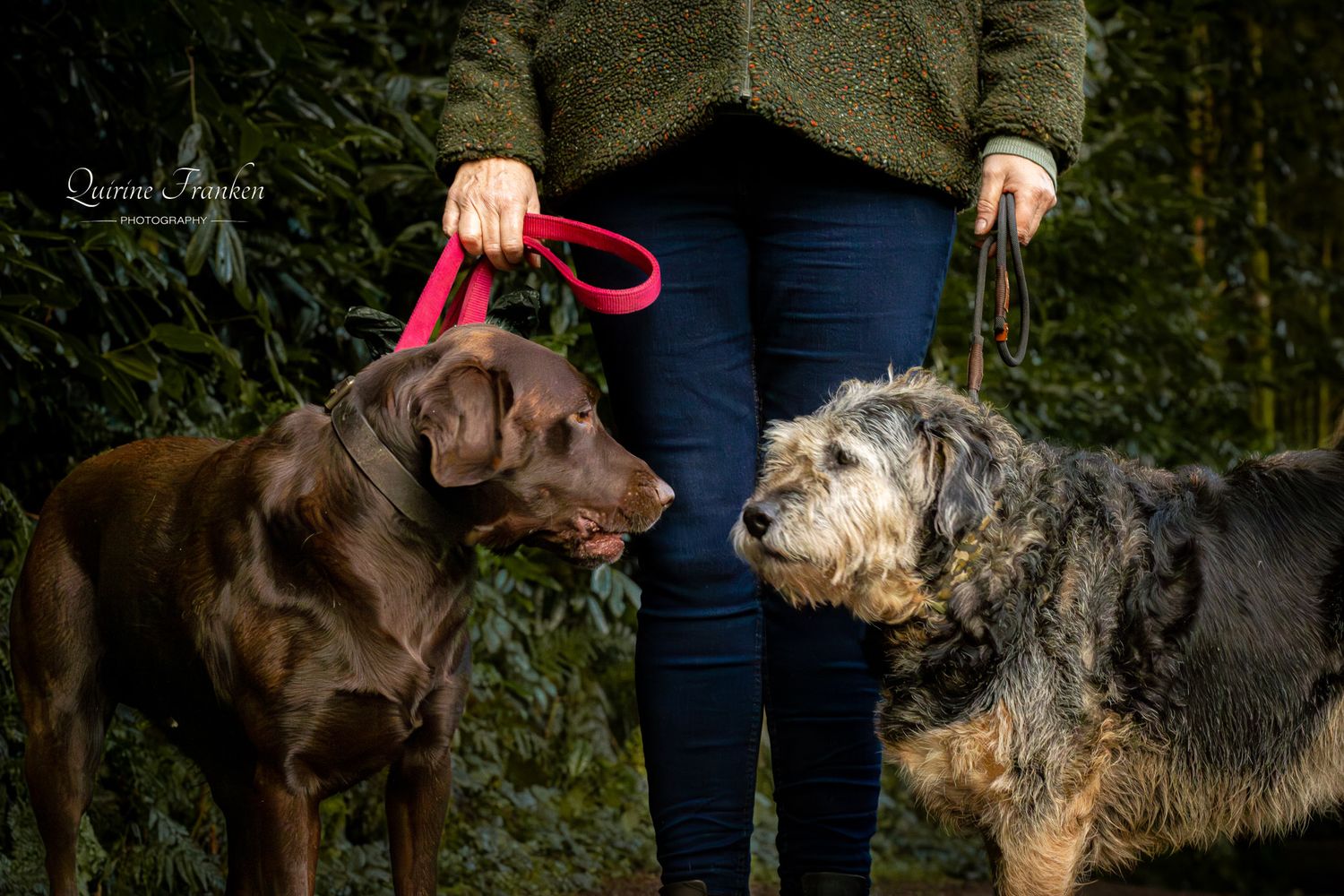 Picture of two dogs in front of owners legs taken by pet photographer Clonakilty