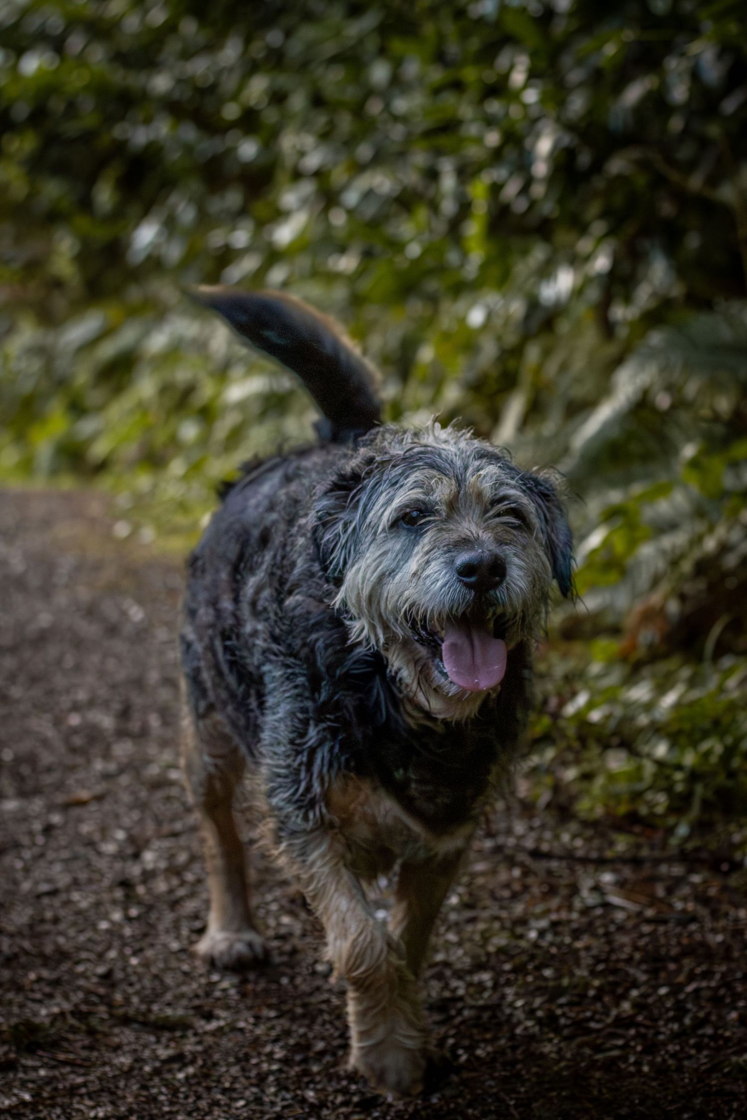 Creative dog photoshoot with a scruffy terrier in the woods