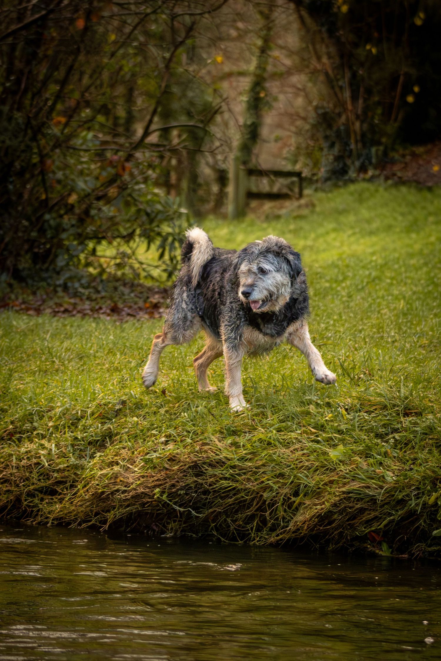 Scruffy black and brown terrier running at the water side for a creative dog photoshoot