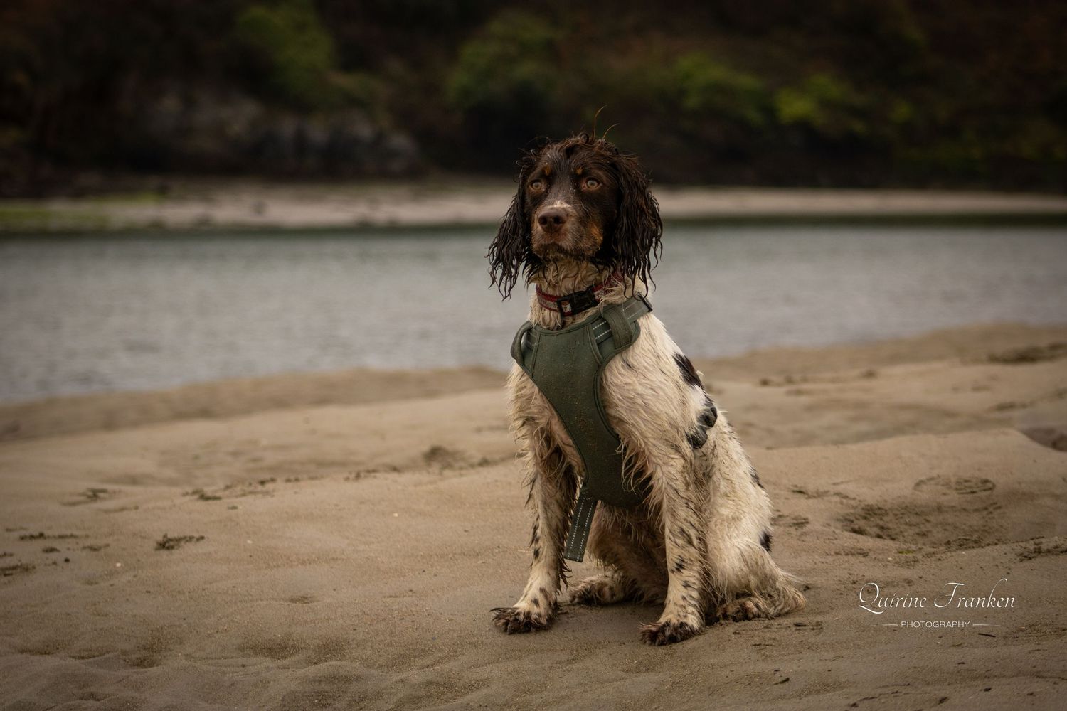 Adopting an Irish rescue dog