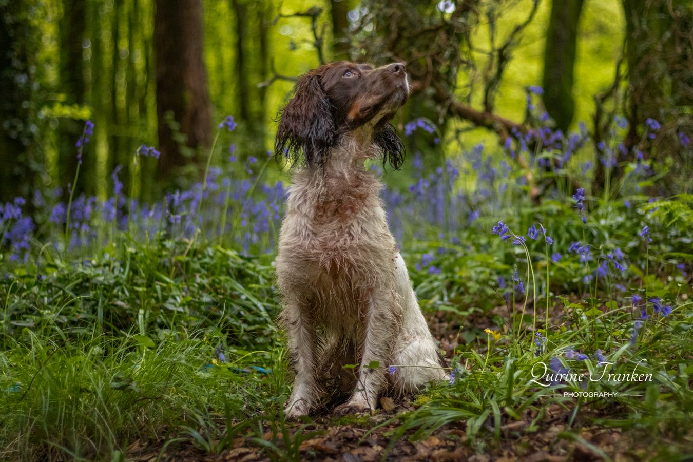Spaniel sitting in bleubell forest posing for a dog photoshoot