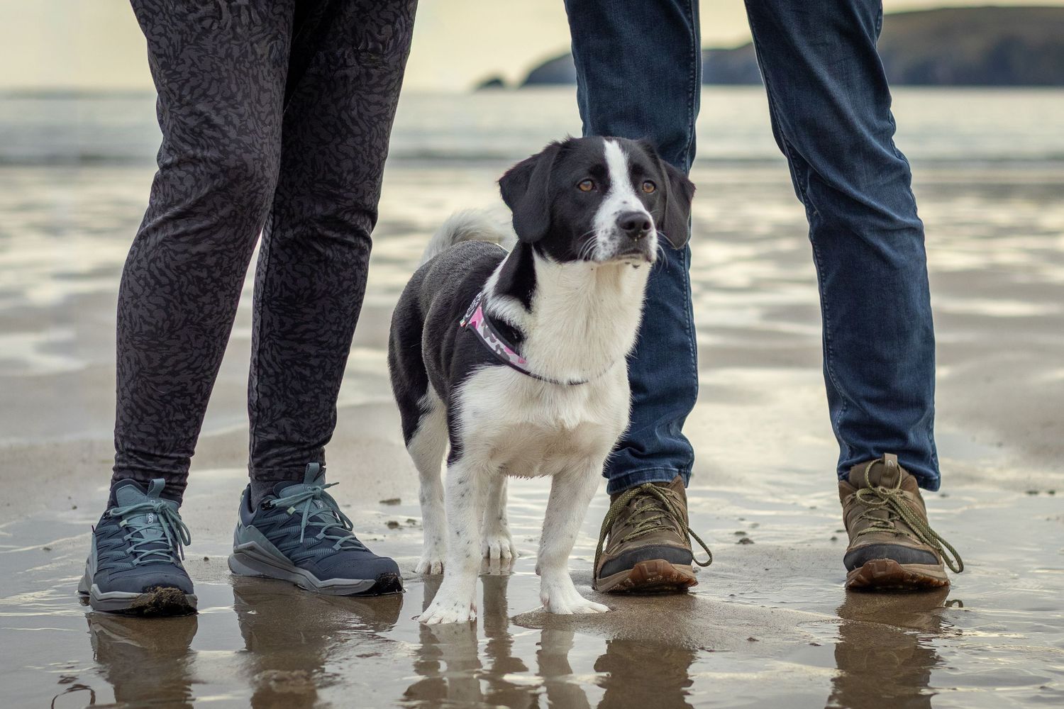 Dog and owner holiday photoshoot