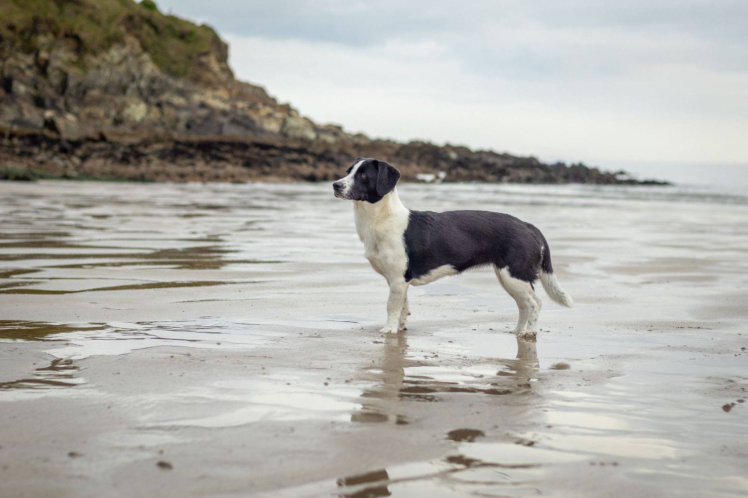Rescue dog at her holiday photoshoot in West Cork