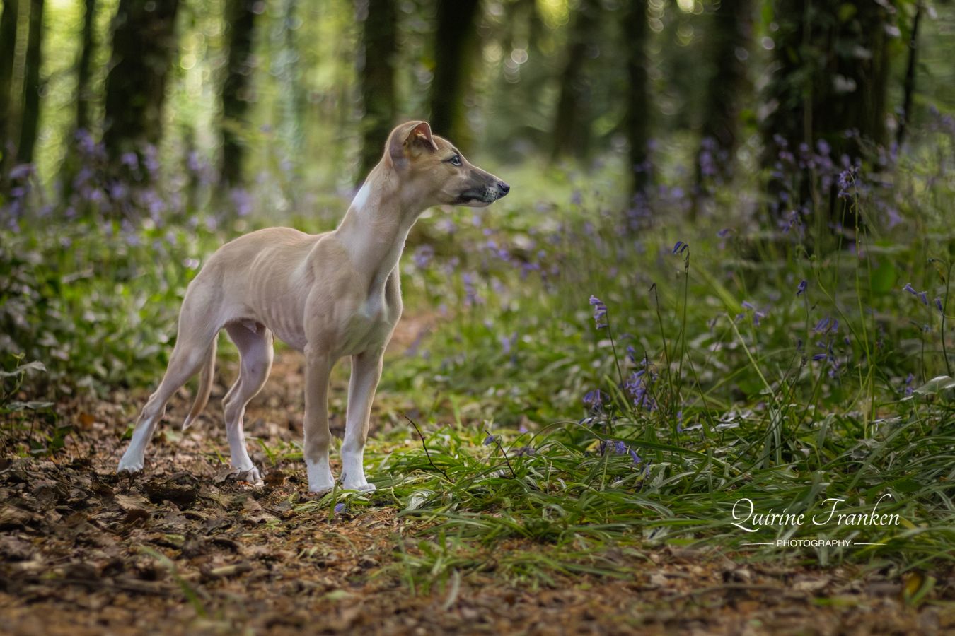 Puppy lurcher posing in Bleubell for his dog photoshoot in West Cork