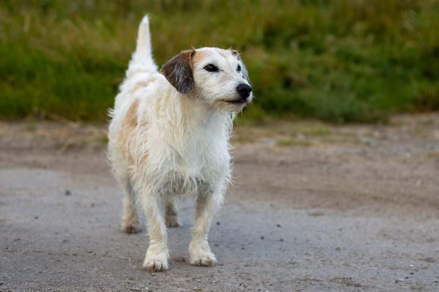 Jack russell posing At a beach photoshoot with your dog in County Cork