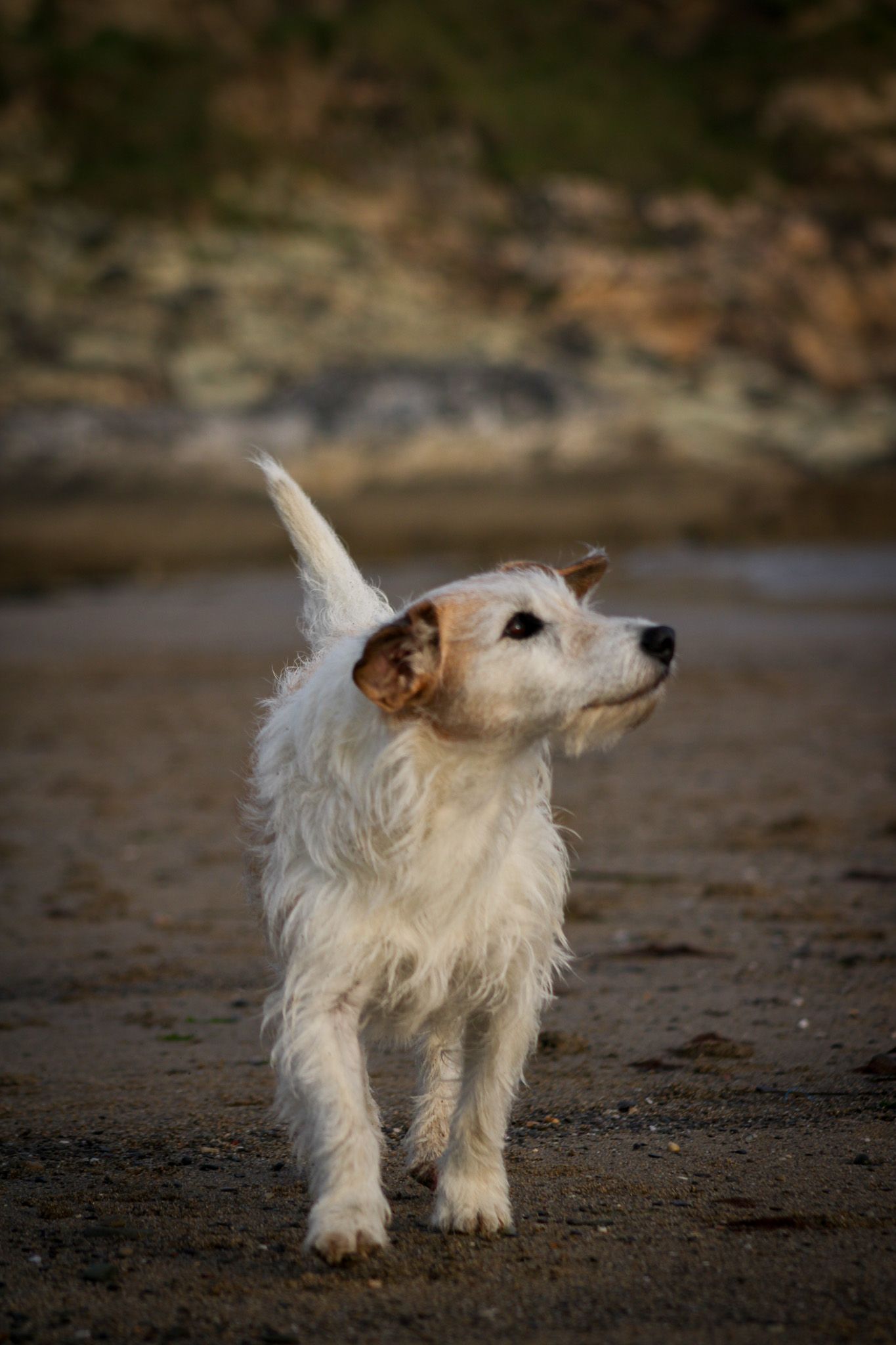 Dog & Horse photoshoots, Clonakilty