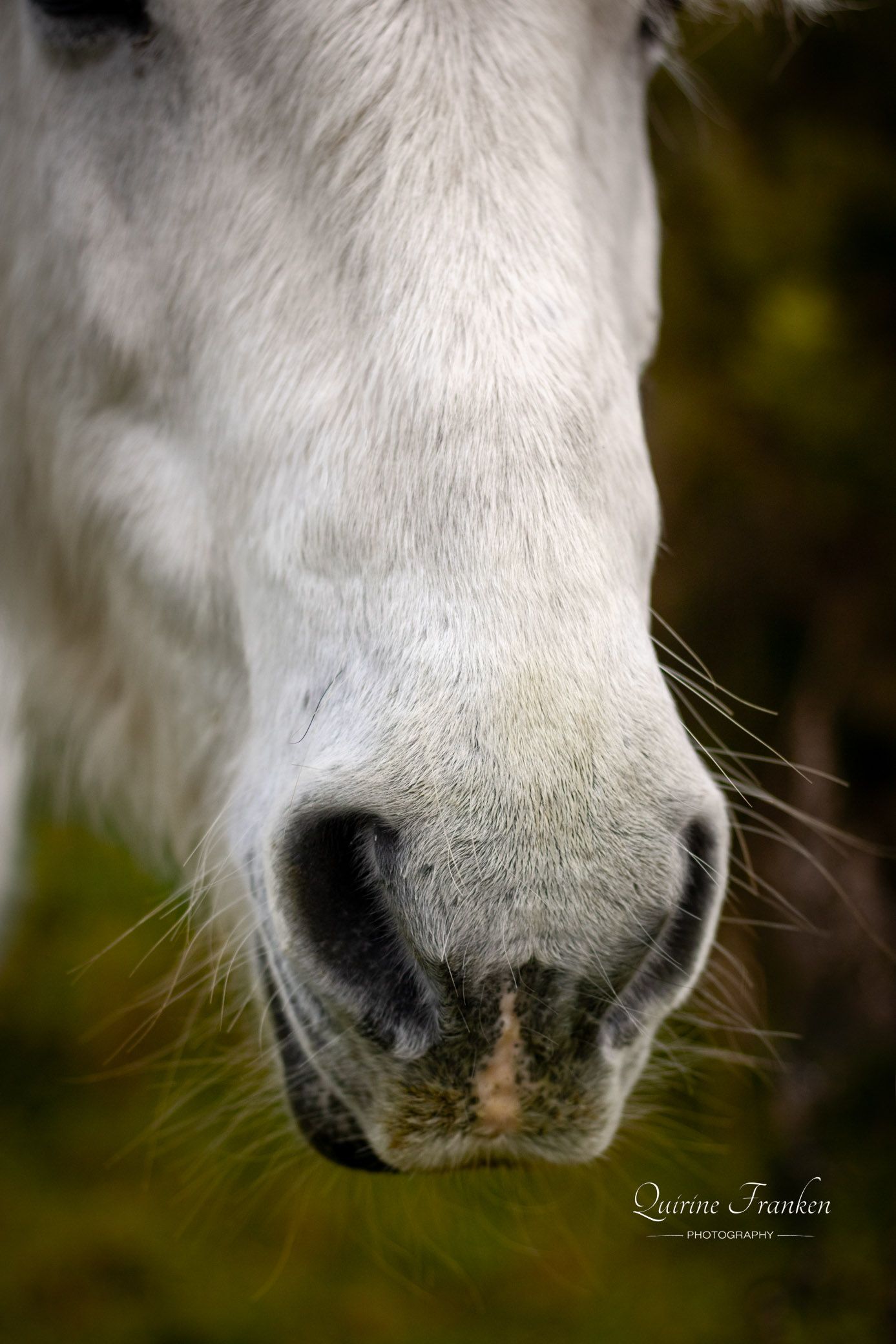 Horse photography of a grey horse nose