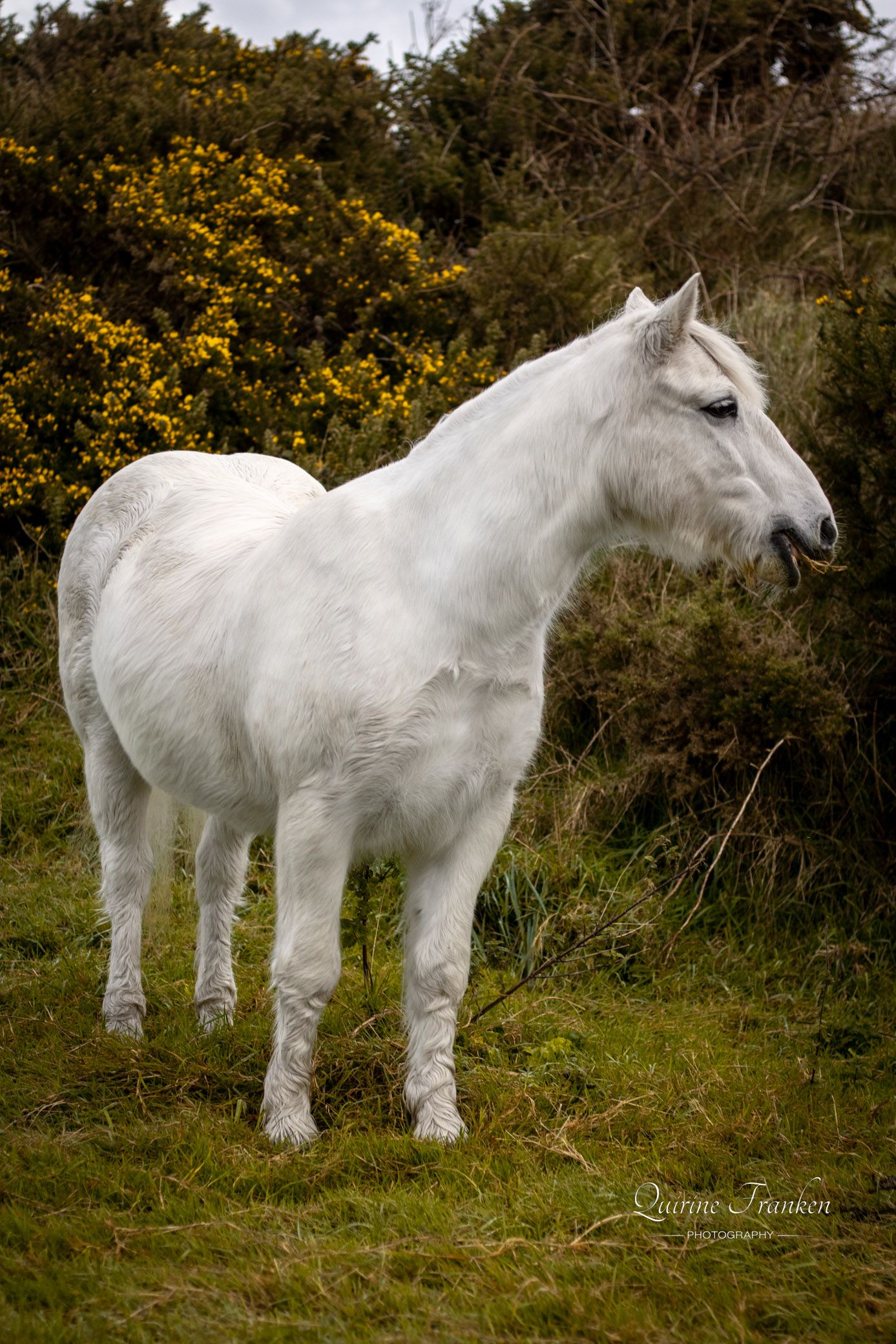 Horse photography of a grey horse standing in Gorse