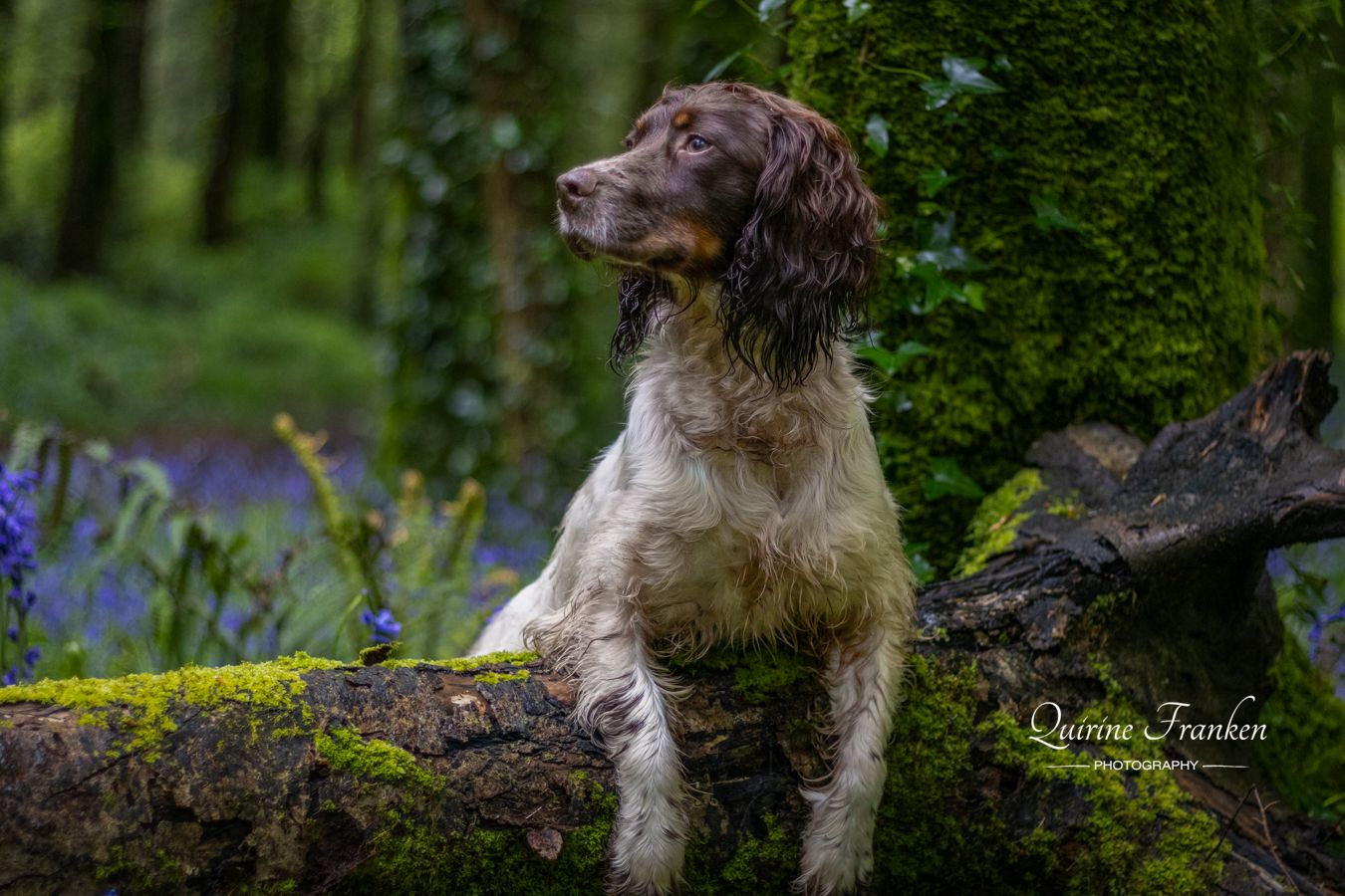 Springer Spaniel in Bleubell woodland area for a dog photoshoot